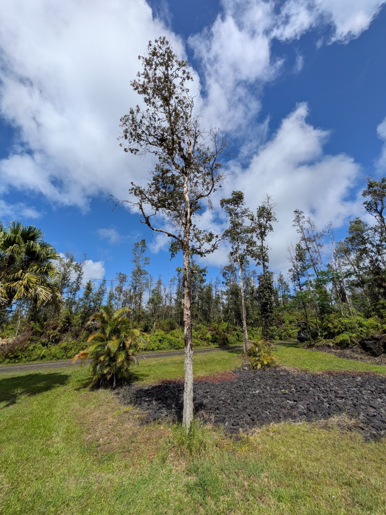 847 Molokai Road Pahoa, HI 96778 - Photo 11 of 24