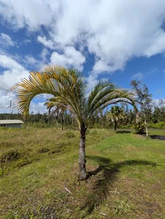 $25,000 | 847 Molokai Road, Pahoa, HI 96778