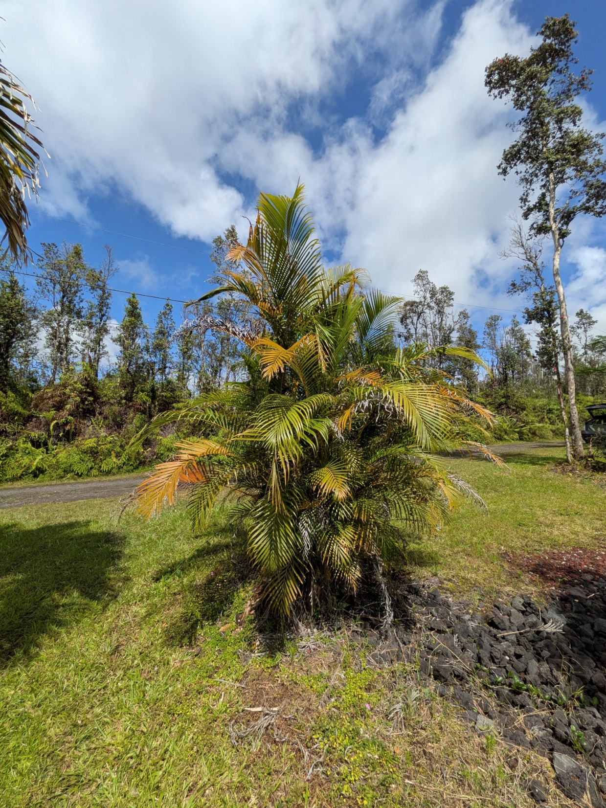 847 Molokai Road Pahoa, HI 96778 - Photo 10 of 24