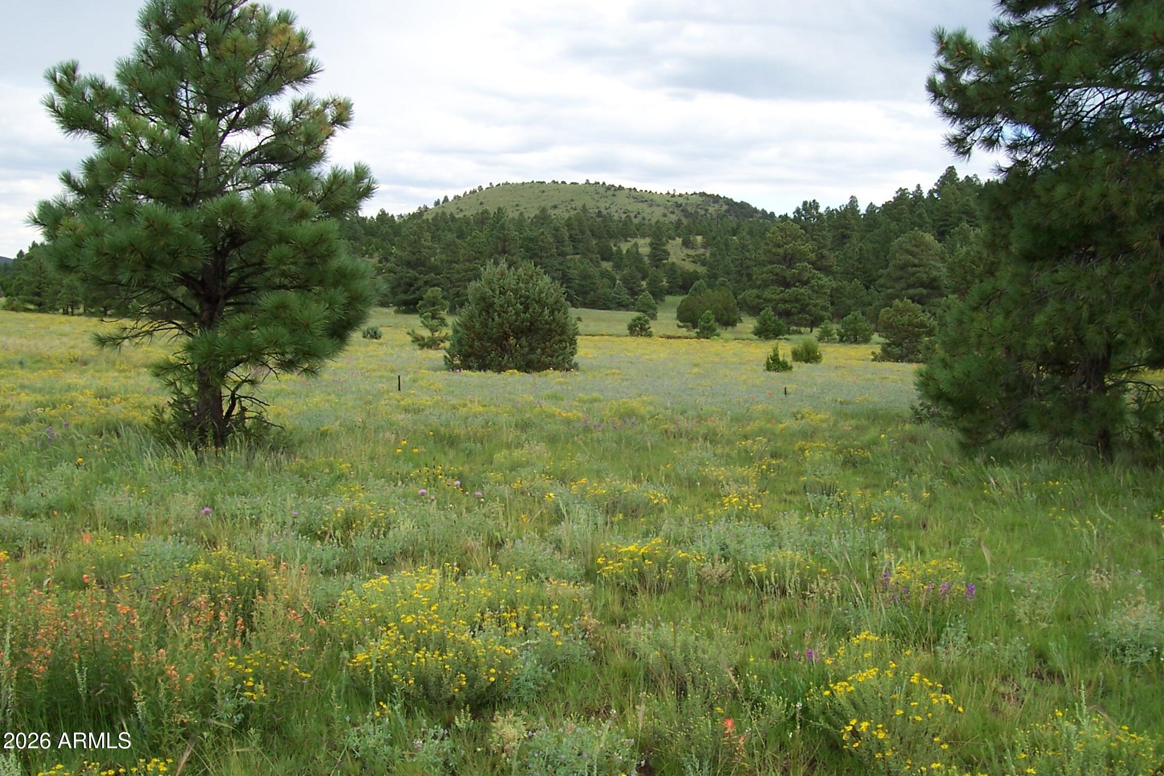 Lot 5 Red Cabin Ranch, Unit 5 Vernon, AZ 85940 - Photo 1 of 12 Ranch-Farm001