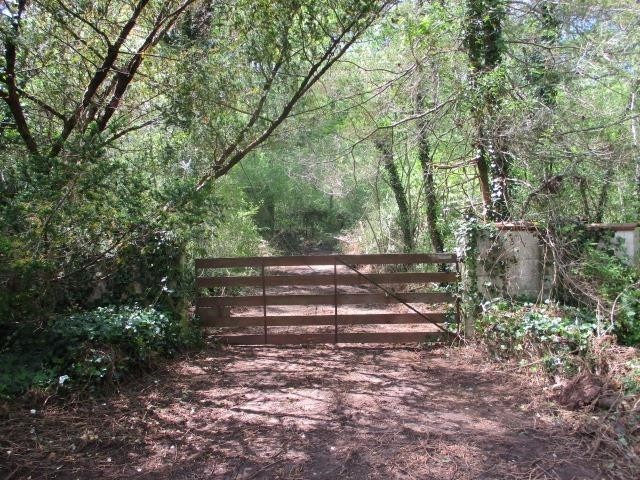 a view of park with trees