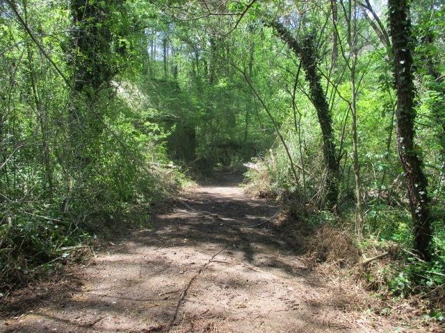 0 Honeycomb Road Grant, AL 35747 - Photo 6 of 8 a view of forest