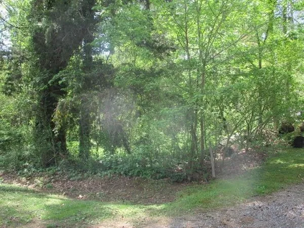 a view of a forest with trees in the background
