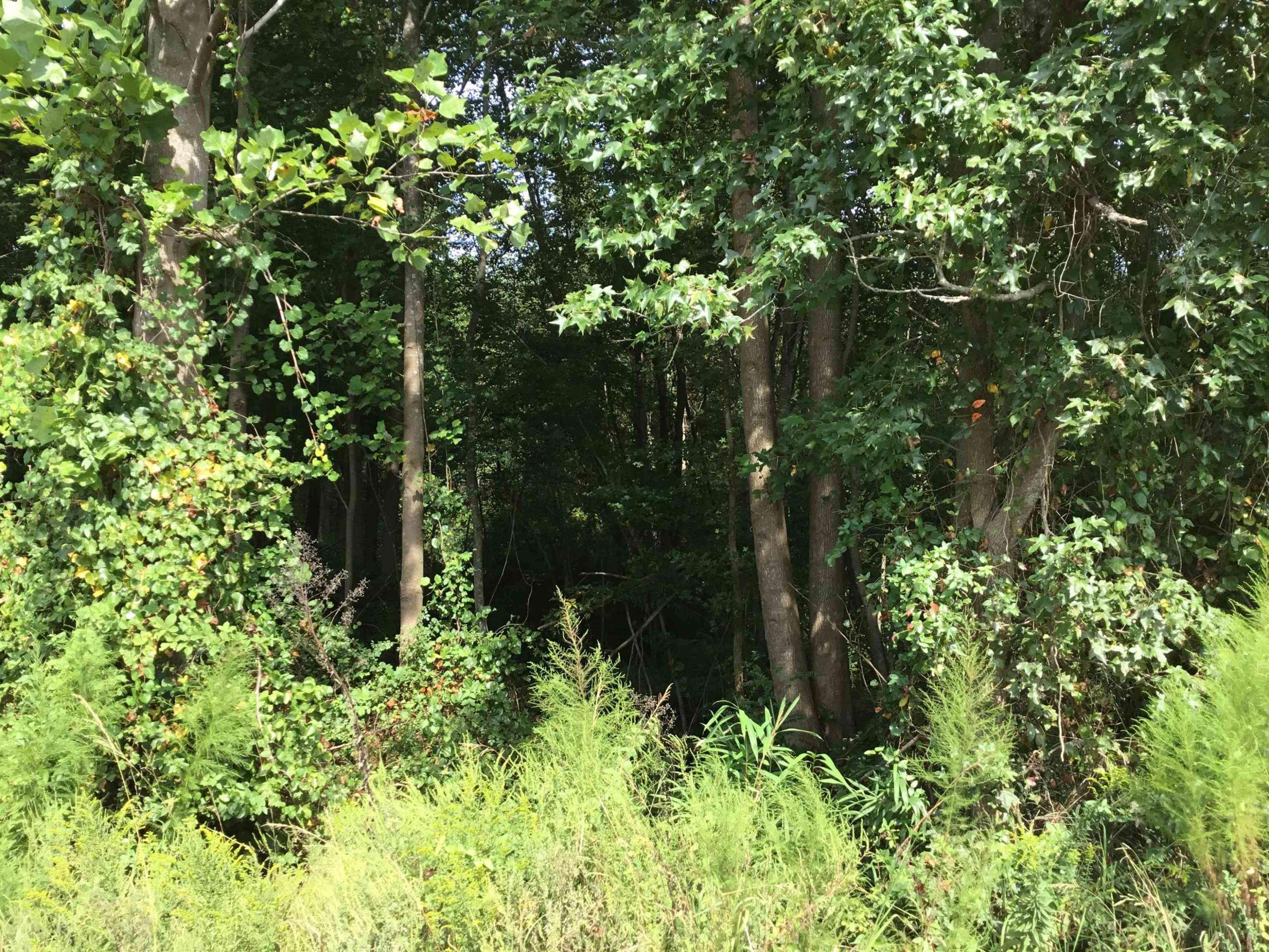 Pearidge Road Willow Spring, NC 27592 - Photo 3 of 5 Photo 3