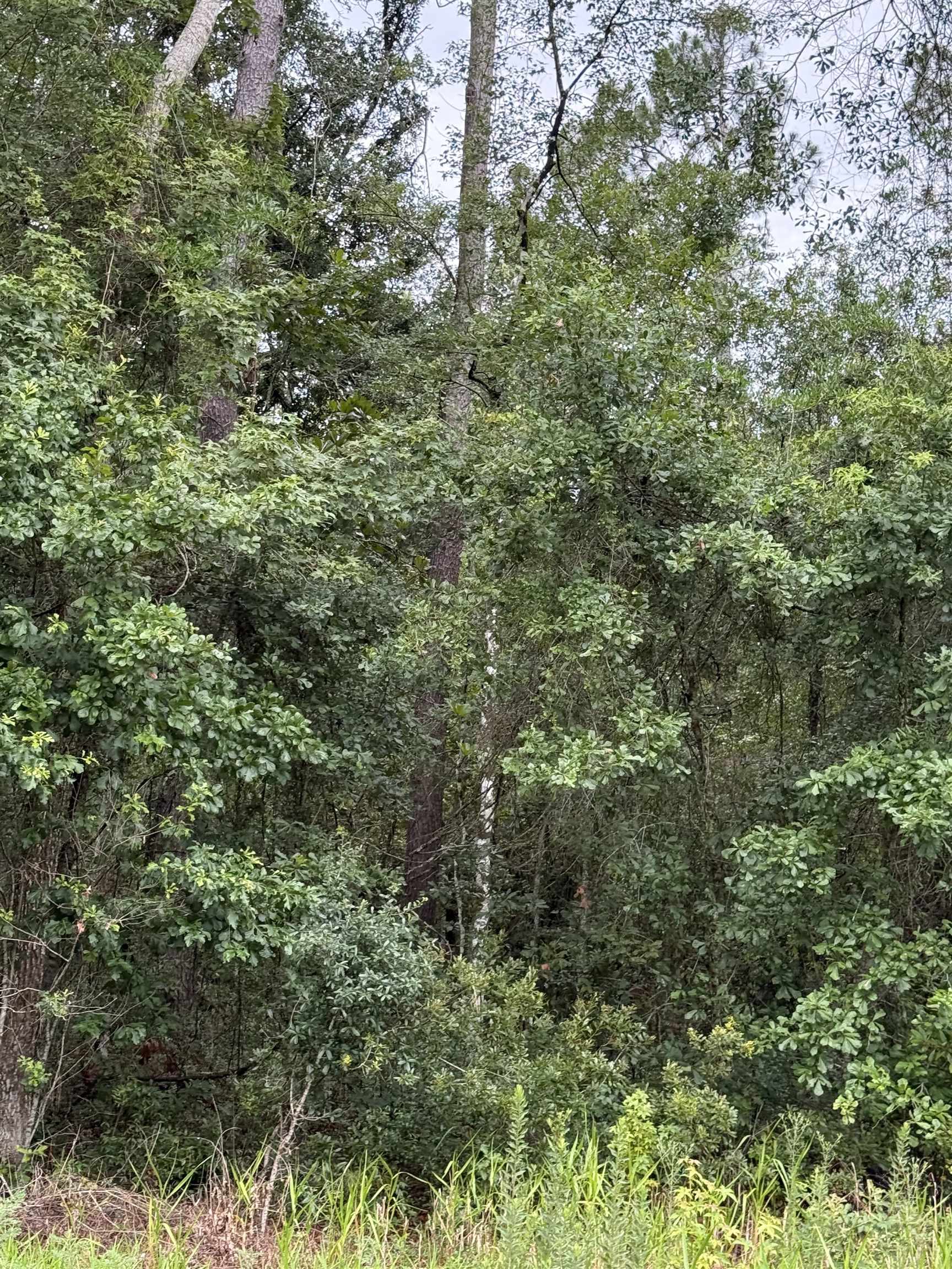 Tbd Southwest Tram Road Greenville, FL 32331 - Photo 4 of 9 Gallery Image 4