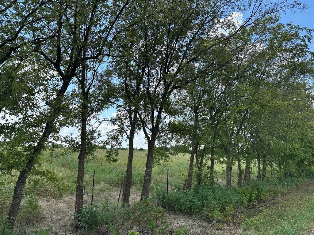 Lot 5 Rutledge Road Whitewright, TX 75491 - Photo 5 of 9 a view of forest