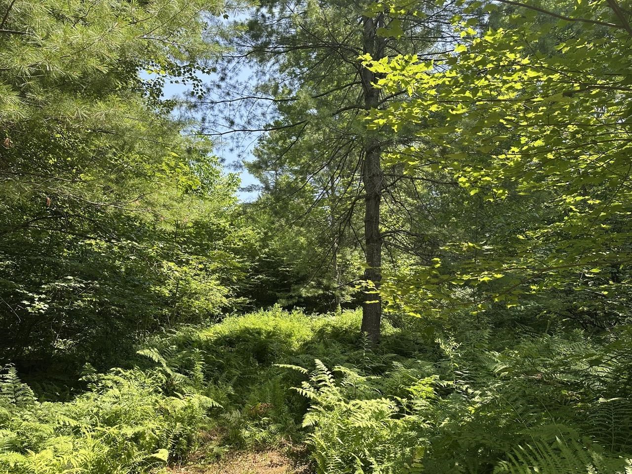 0 Vt Route 103, Unit LOT 4 Chester, VT 05143 - Photo 26 of 60