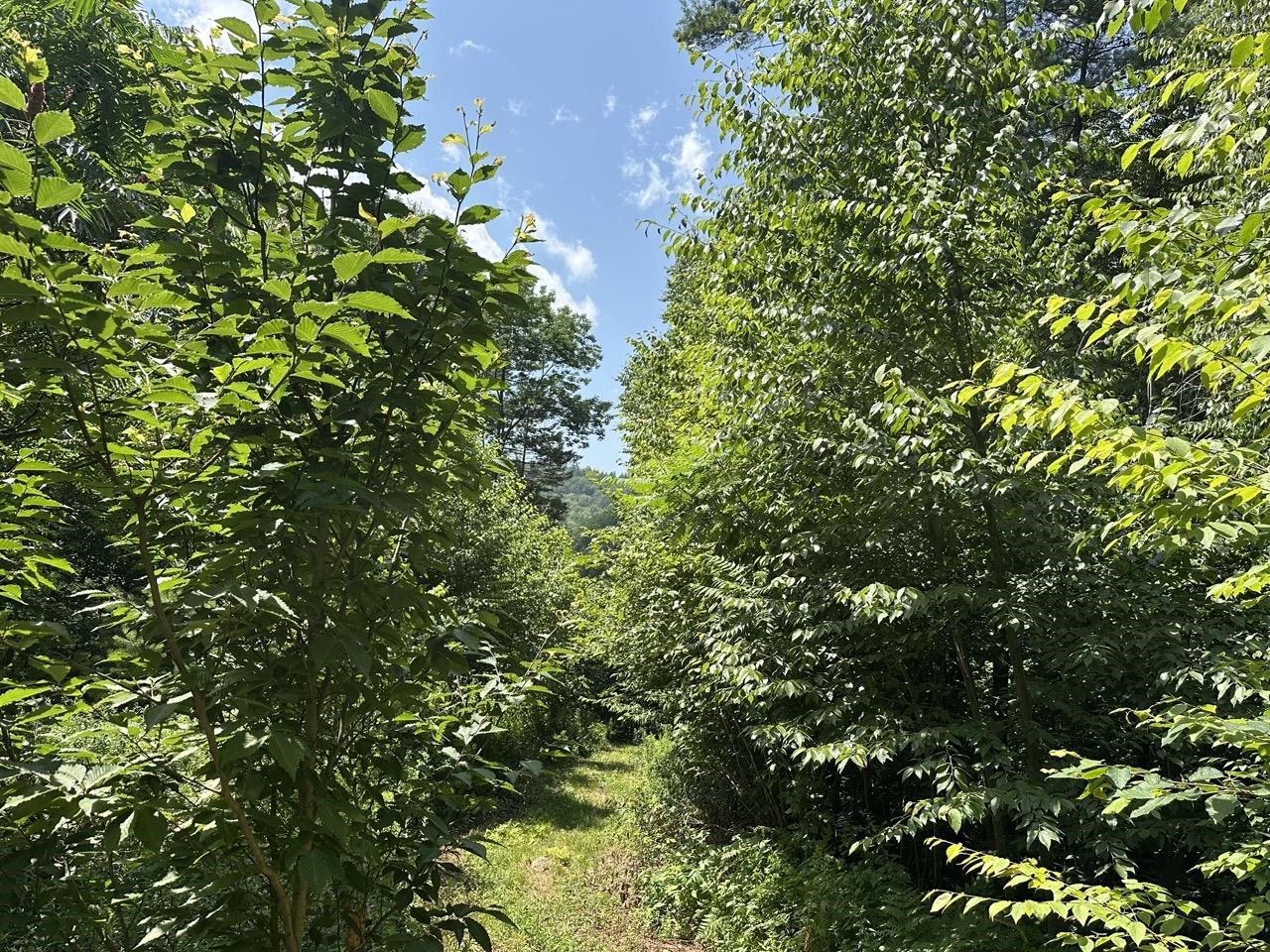 0 Vt Route 103, Unit LOT 4 Chester, VT 05143 - Photo 34 of 60