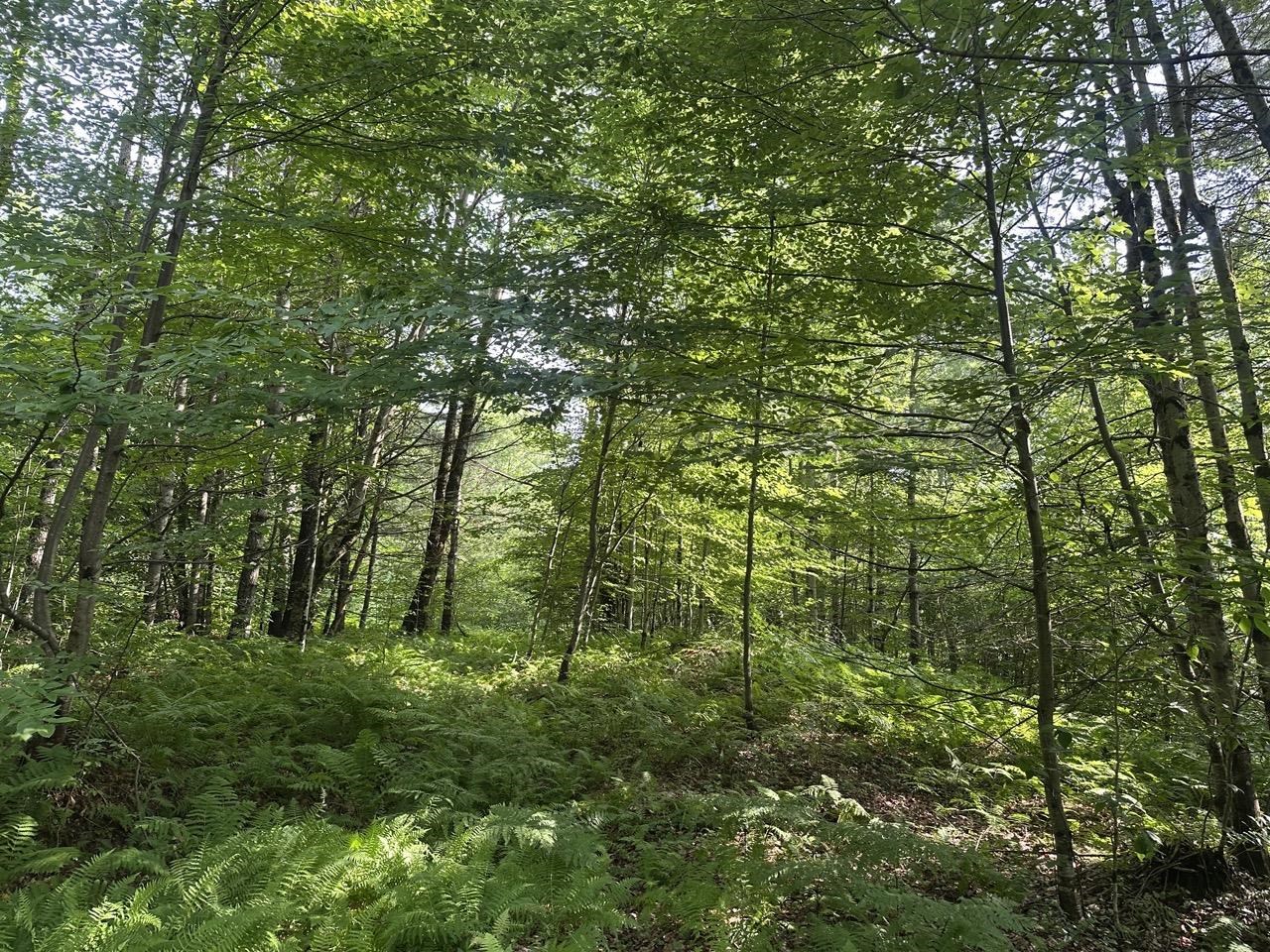 0 Vt Route 103, Unit LOT 4 Chester, VT 05143 - Photo 5 of 60