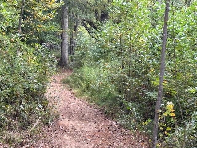 3011 Mark Foster Road Talking Rock, GA 30175 - Photo 12 of 13 a view of a forest with trees in the background