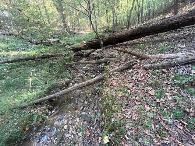 3011 Mark Foster Road Talking Rock, GA 30175 - Photo 8 of 13 a view of a yard with plants and large trees