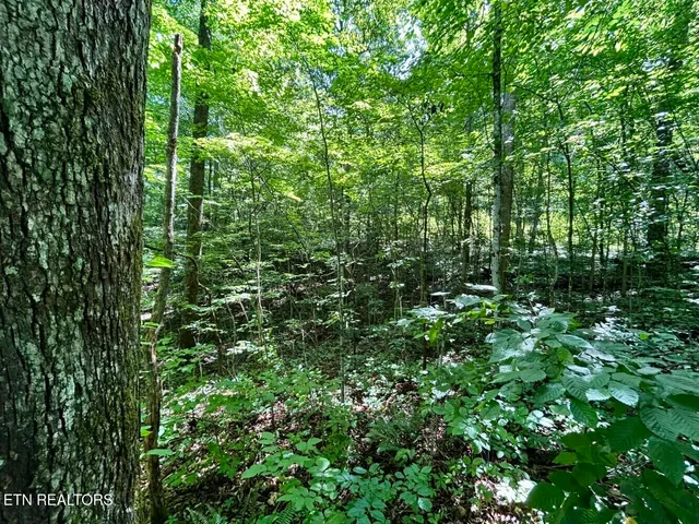 $49,900 | Tbd Grand Country Drive, Cosby, TN 37722