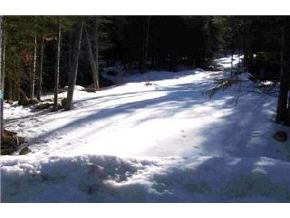 0 Halfmoon Pond Road Washington, NH 03280 - Photo 5 of 7