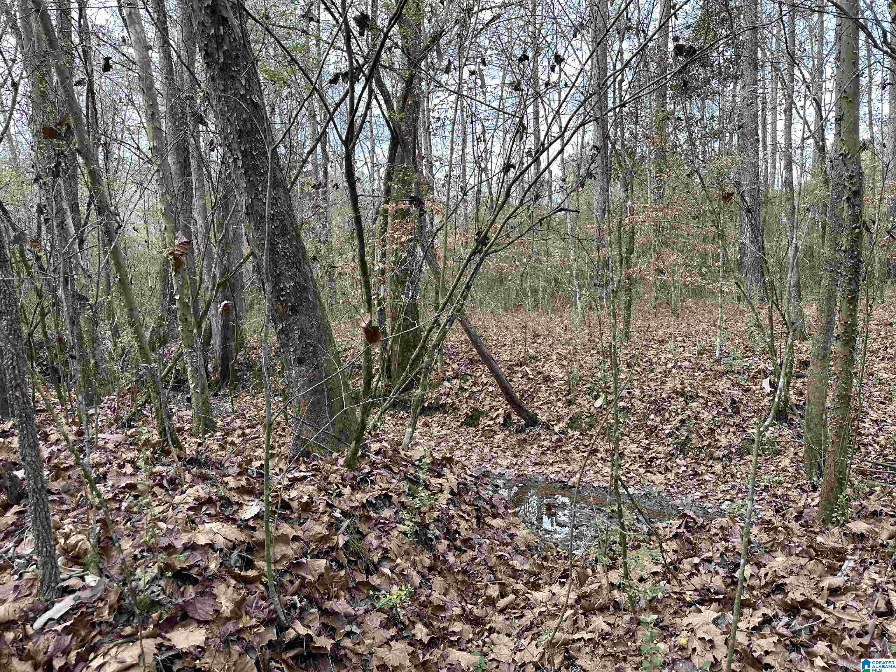 166 Warrior Robbins Road, Unit 6 4 ACRES Warrior, AL 35180 - Photo 5 of 17