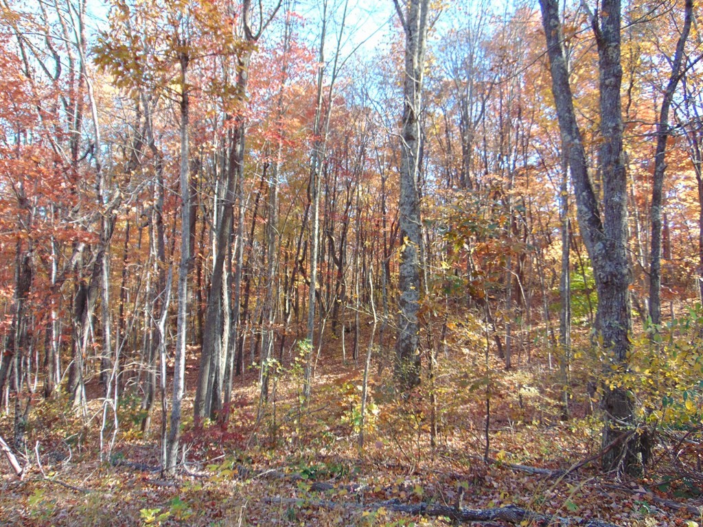 0 Raccoon Ridge Road Spring City, TN 37381 - Photo 51 of 70