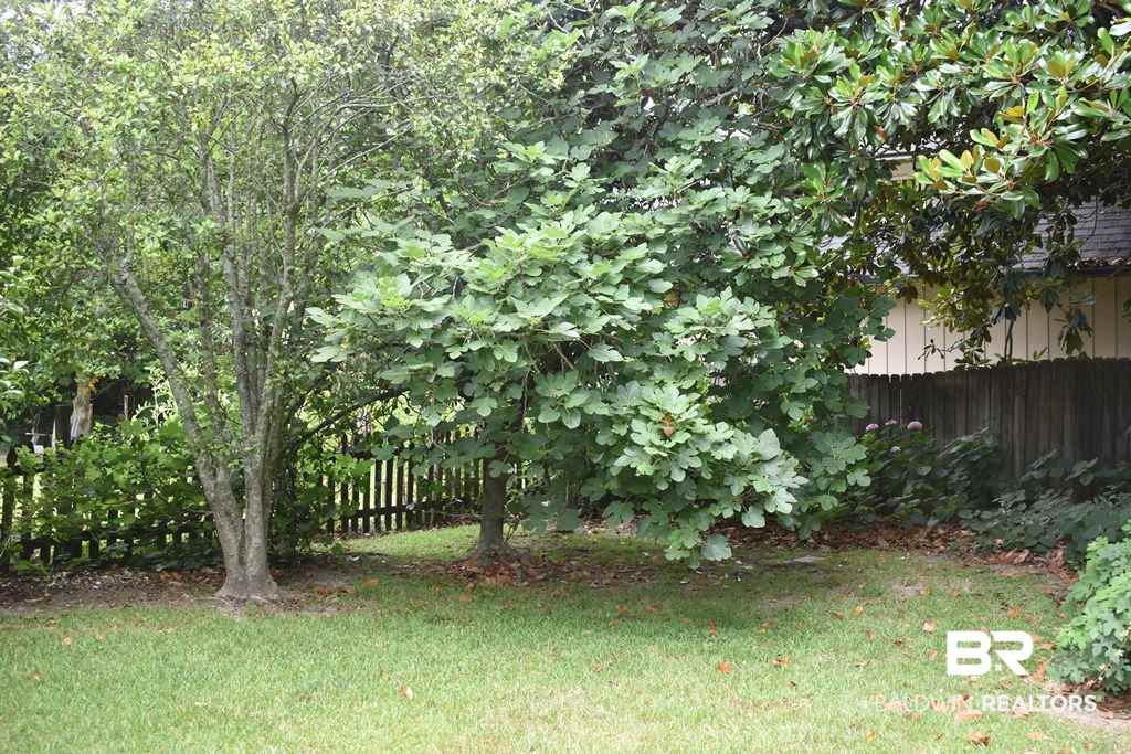 352 South Summit Street Fairhope, AL 36532 - Photo 18 of 49 Backyard Fig Tree