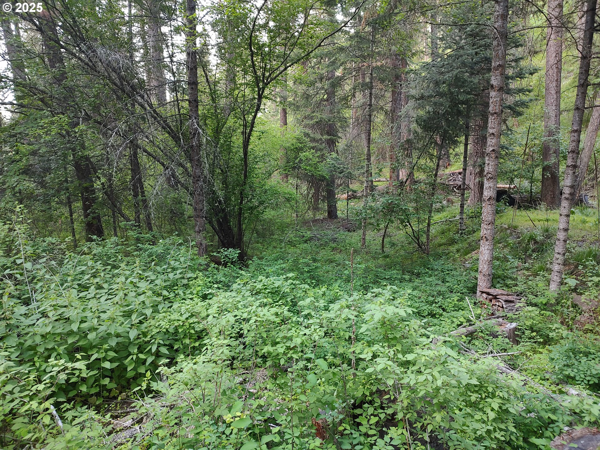 59831 River Canyon Road Imnaha, OR 97842 - Photo 6 of 9 a view of a lush green forest