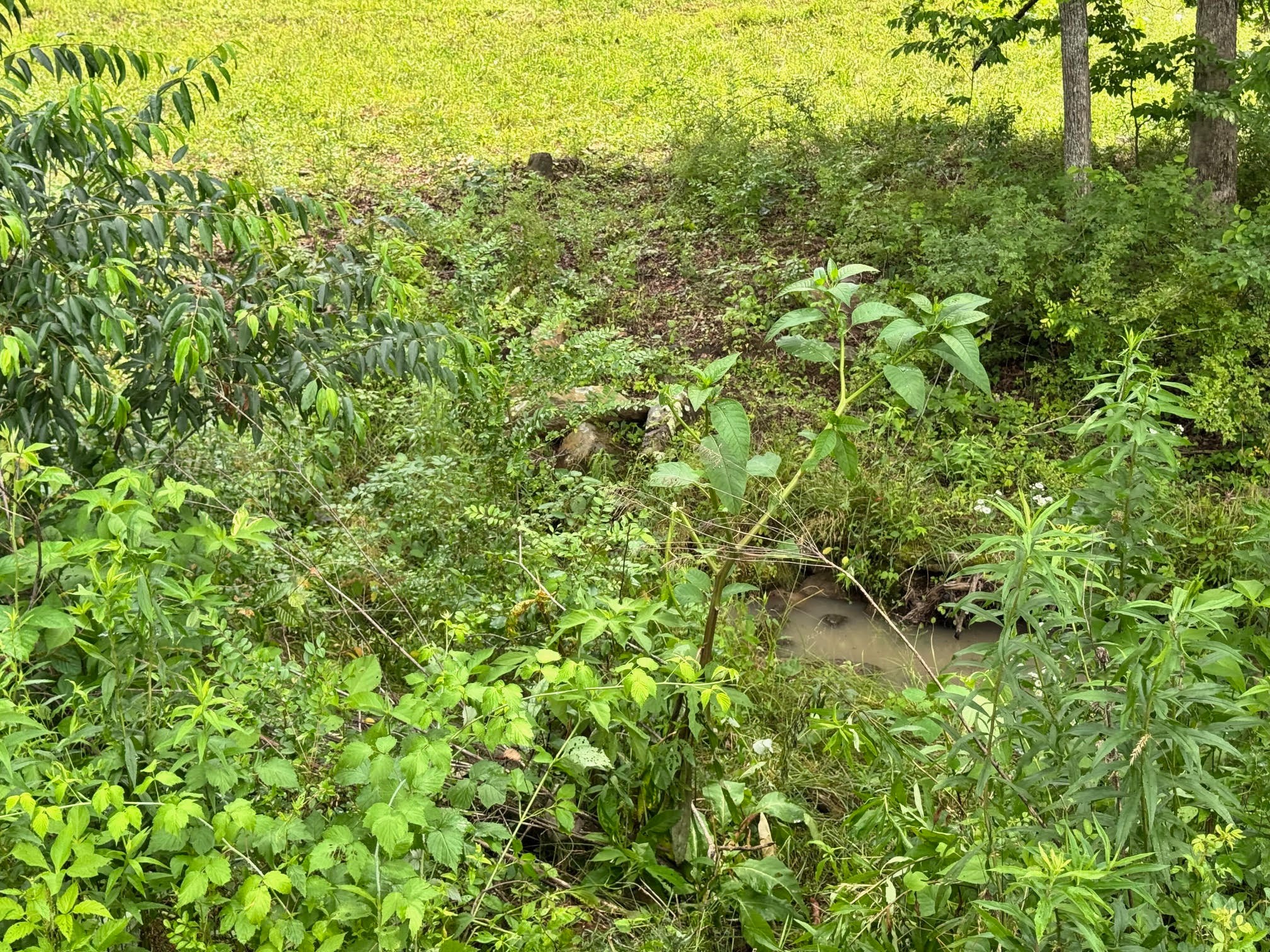 0 Old Bean Shed Road Clarkrange, TN 38553 - Photo 4 of 14 Gallery Image 4