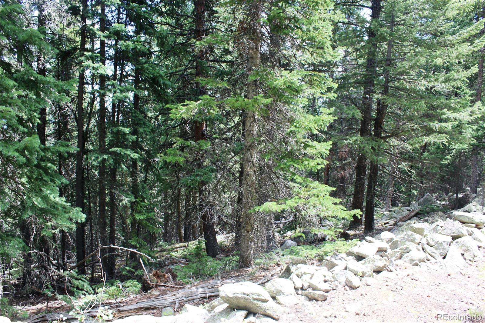 0 Hidden Wilderness Road Evergreen, CO 80439 - Photo 11 of 16 a pathway of a tree