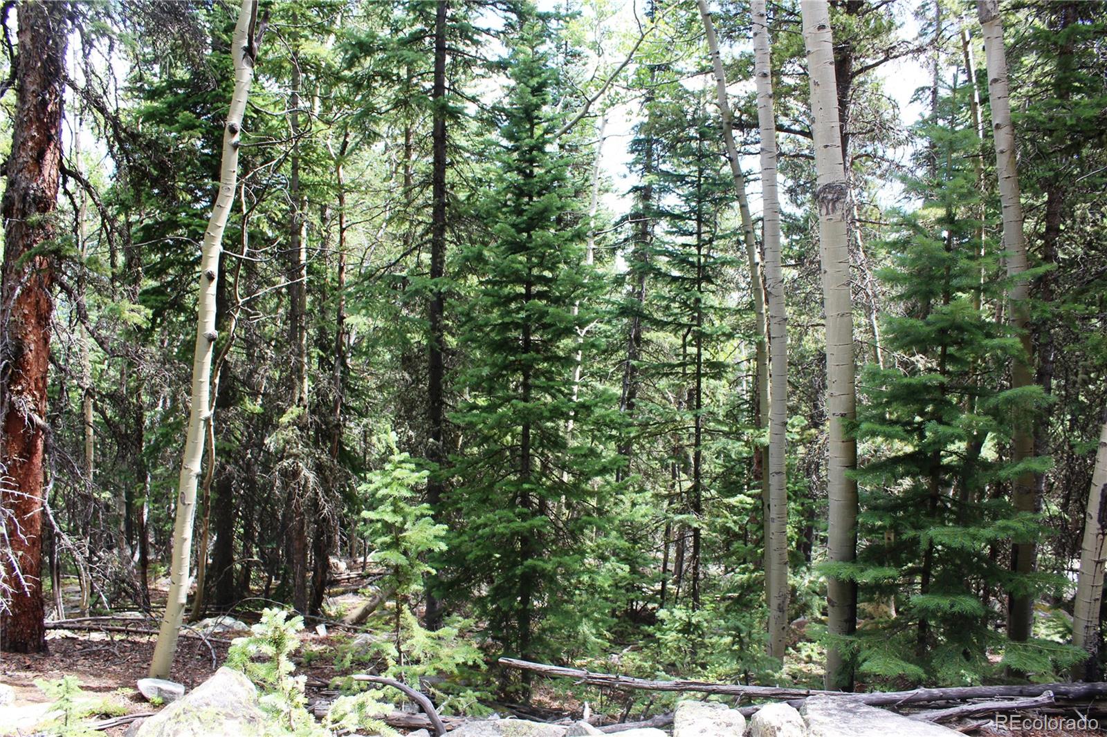 0 Hidden Wilderness Road Evergreen, CO 80439 - Photo 12 of 16 a view of a yard with plants and trees