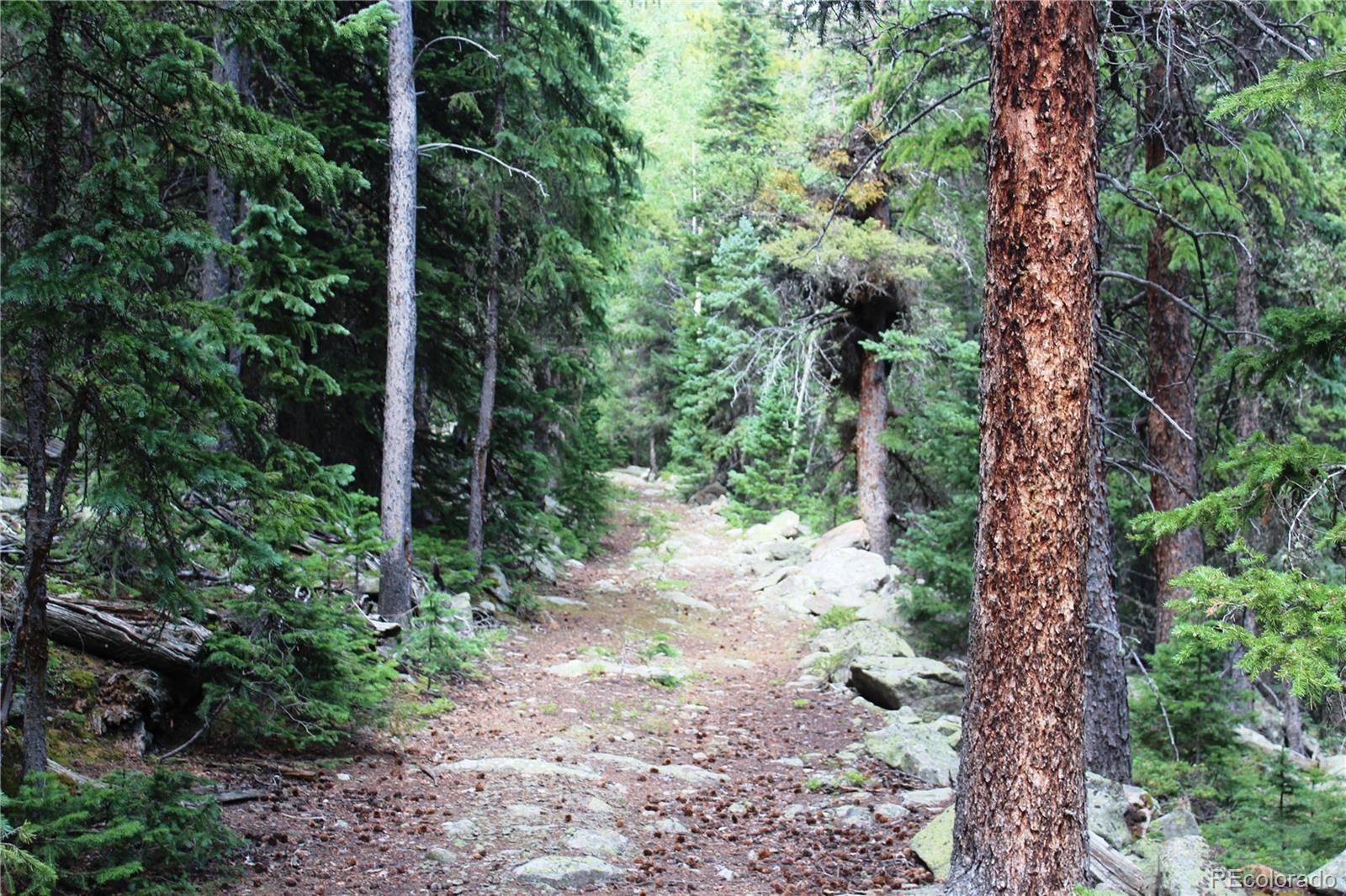 0 Hidden Wilderness Road Evergreen, CO 80439 - Photo 2 of 16 a view of a forest filled with trees