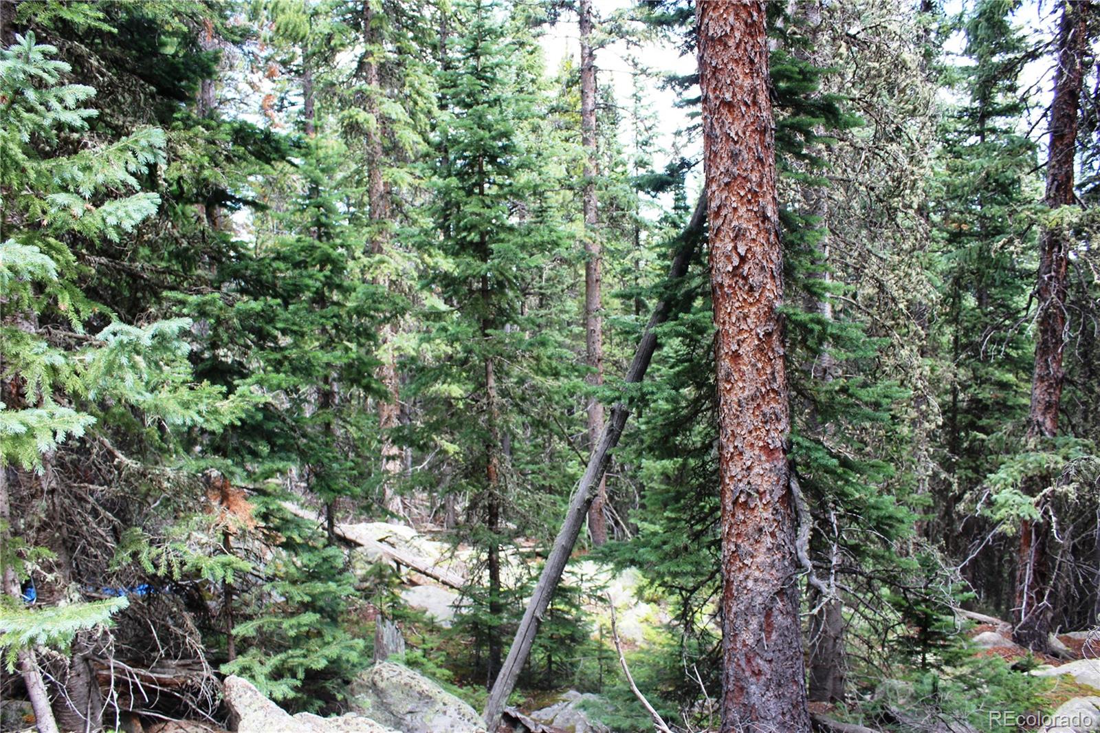 0 Hidden Wilderness Road Evergreen, CO 80439 - Photo 5 of 16 a view of a forest with a tree