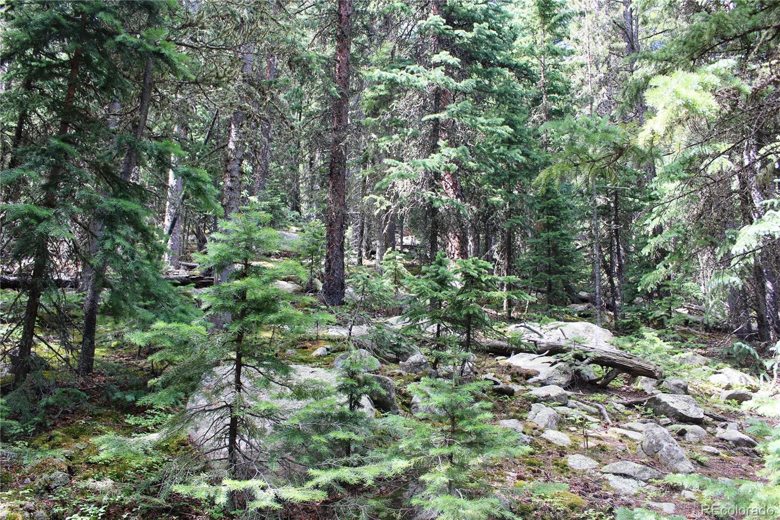 0 Hidden Wilderness Road Evergreen, CO 80439 - Photo 7 of 16 a view of a forest with lots of trees