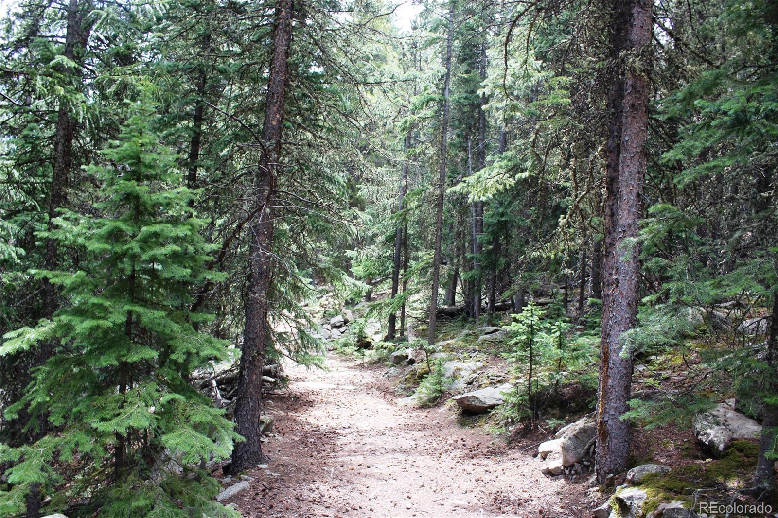 0 Hidden Wilderness Road Evergreen, CO 80439 - Photo 9 of 16 a view of a forest with trees in the background