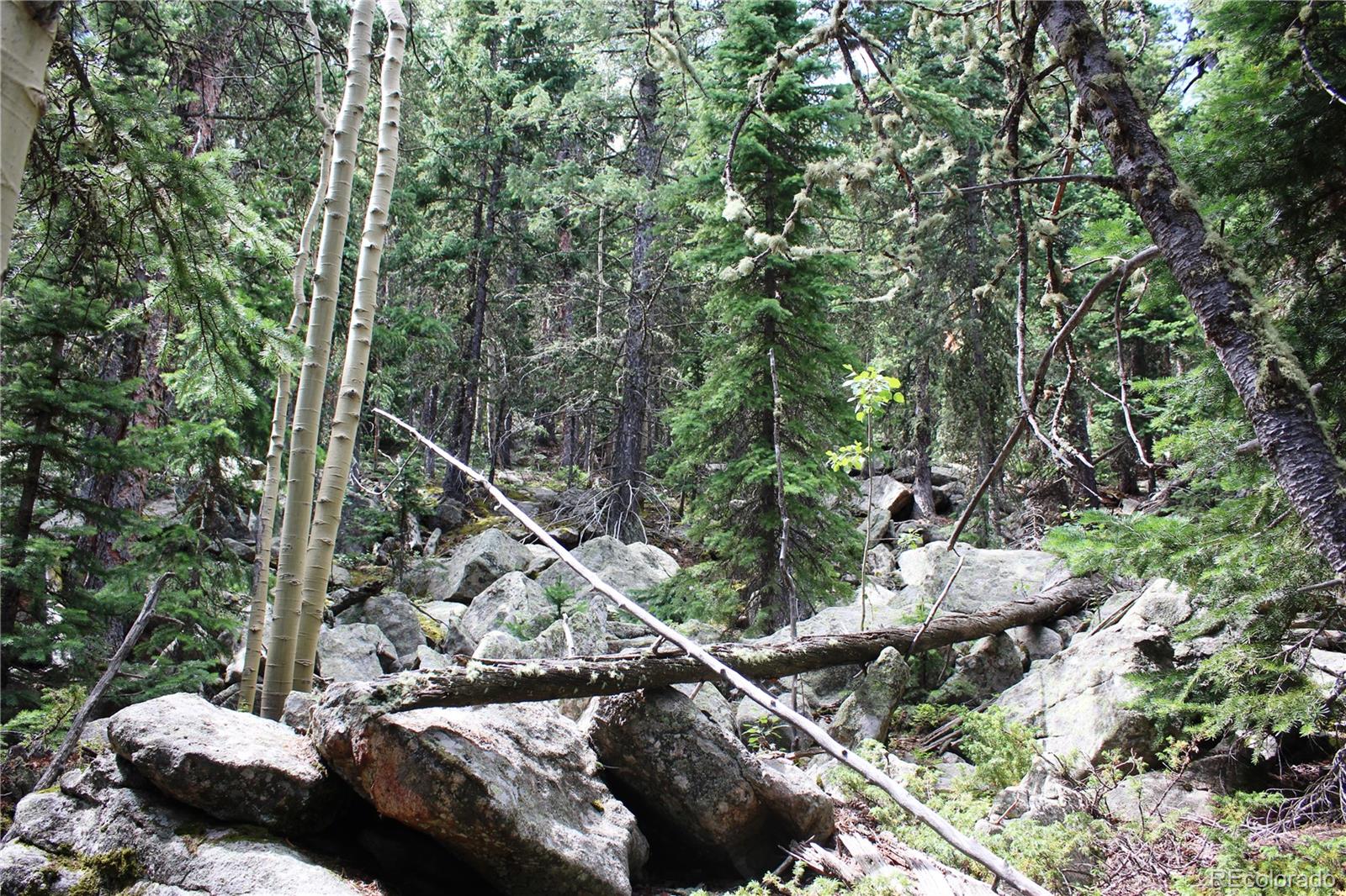 0 Hidden Wilderness Road Evergreen, CO 80439 - Photo 10 of 16 a view of a tree in a backyard
