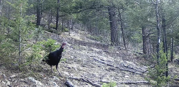 a plant in the middle of forest
