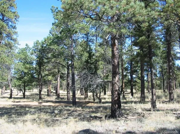 a view of a yard with trees
