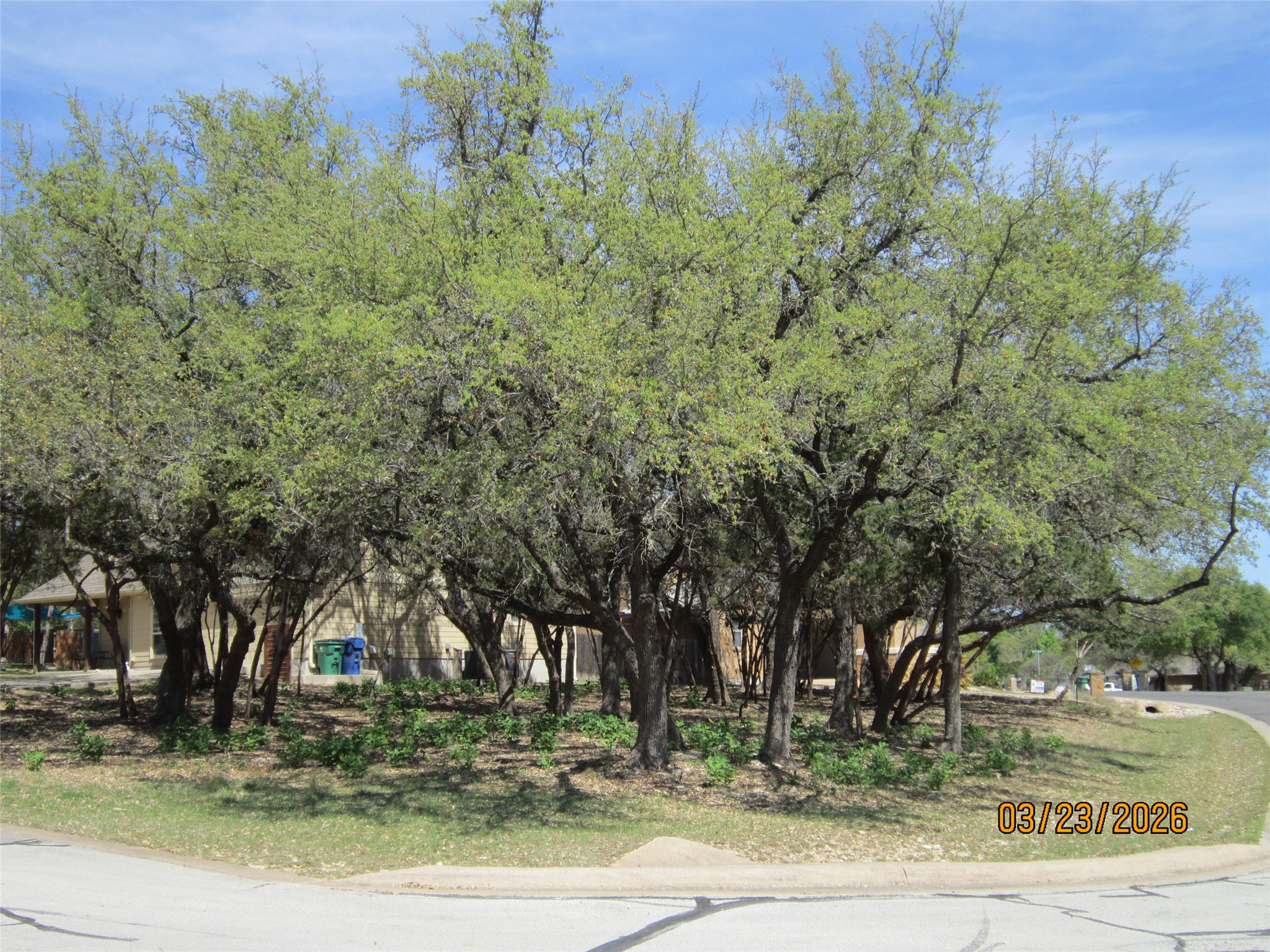 18804 Venture Drive Point Venture, TX 78645 - Photo 24 of 24 a view of a yard with plants
