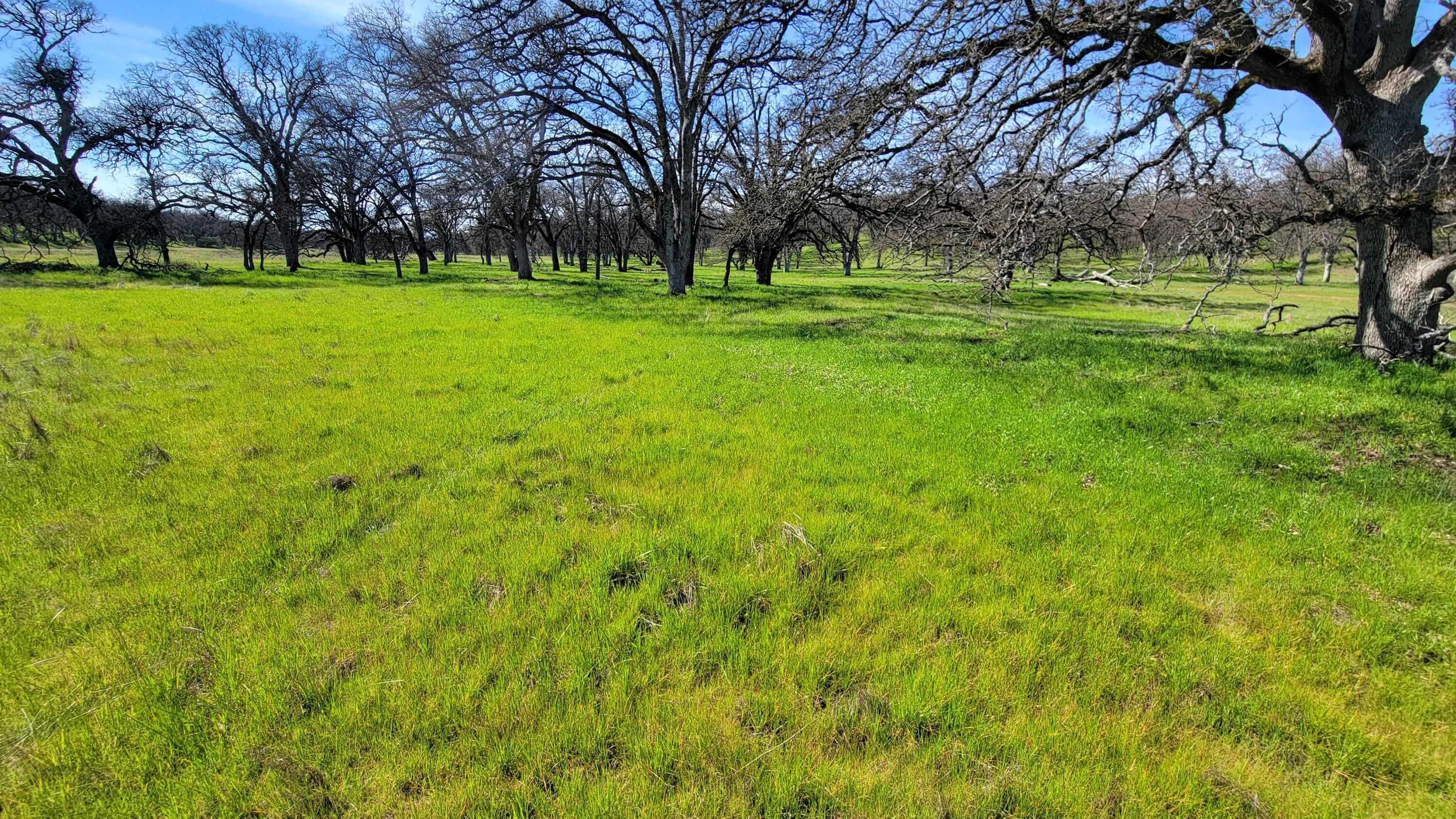 a view of grassy field with trees
