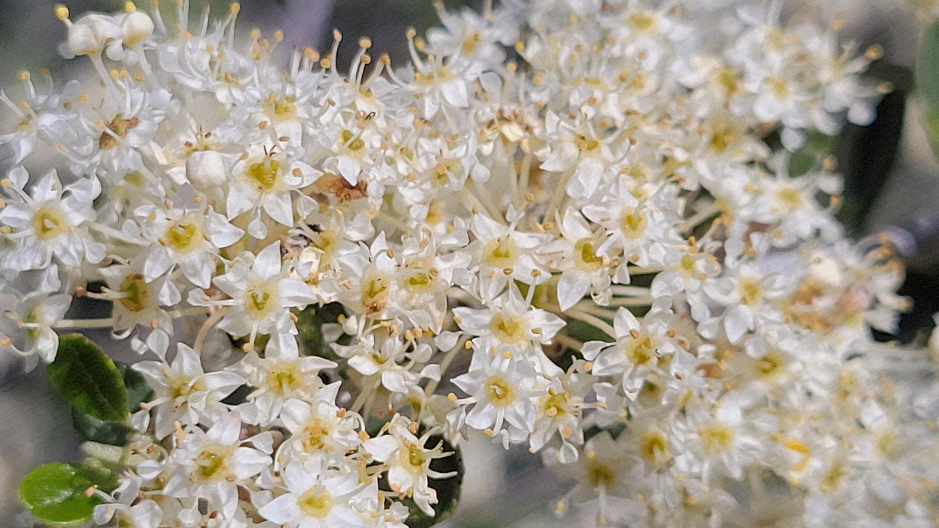Lot 41 Quail Ridge Road Cottonwood, CA 96022 - Photo 12 of 34 a close up of a plant