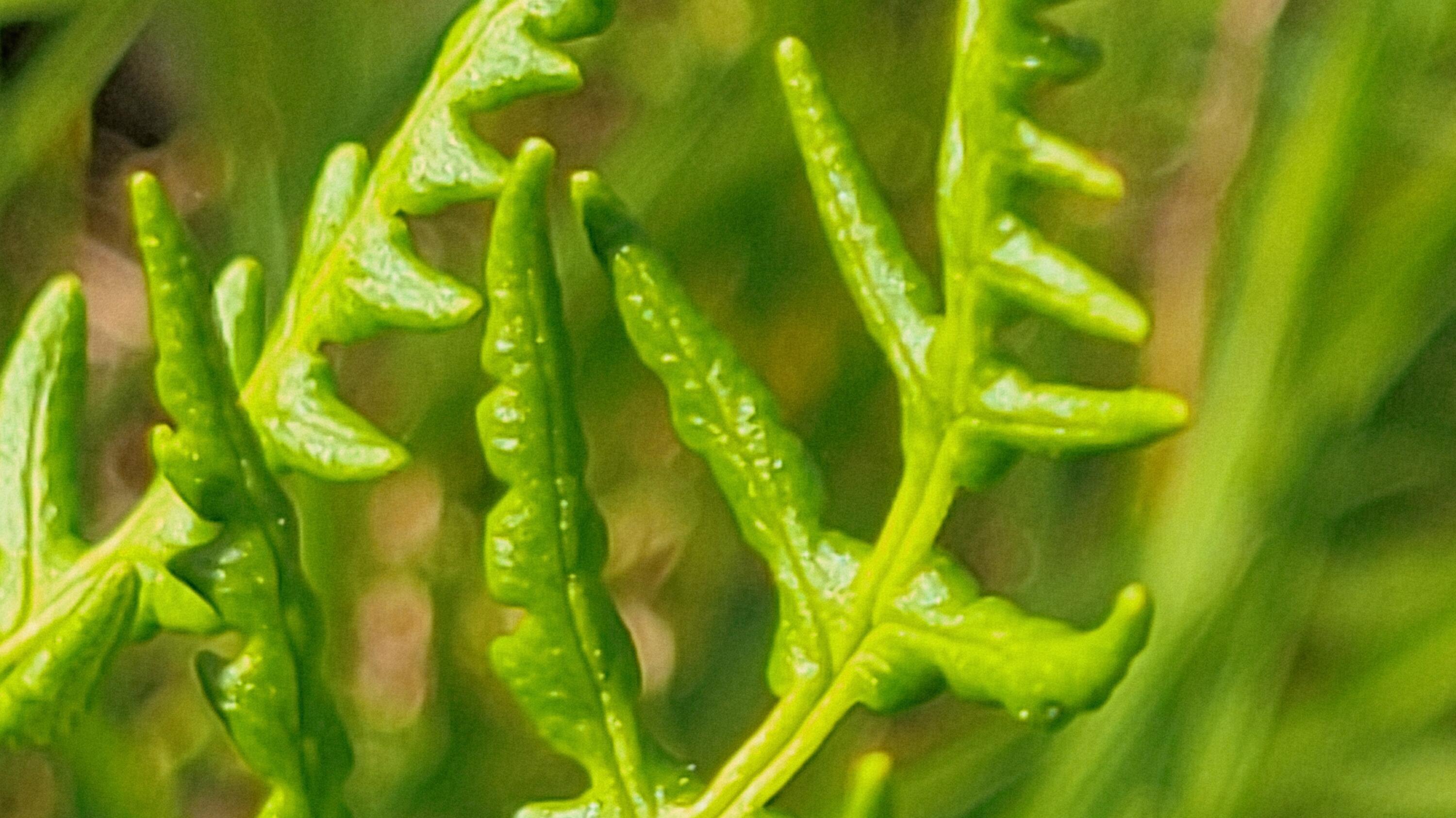 Lot 41 Quail Ridge Road Cottonwood, CA 96022 - Photo 13 of 34