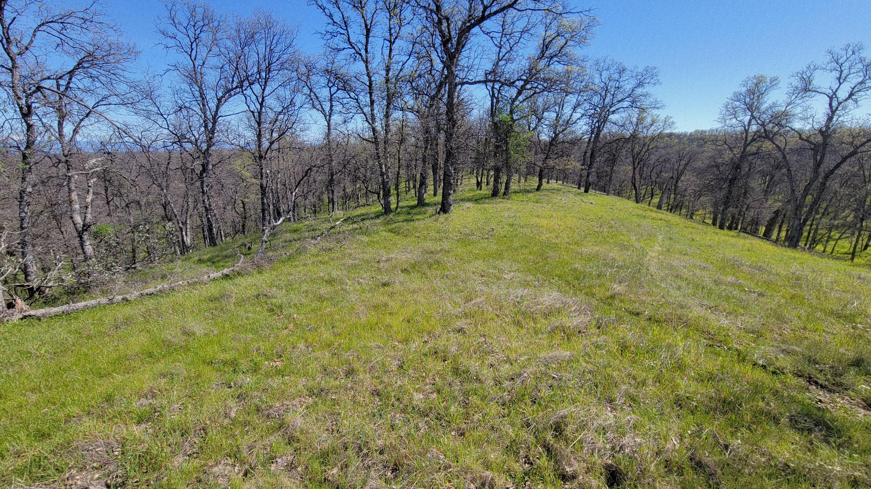 Lot 41 Quail Ridge Road Cottonwood, CA 96022 - Photo 14 of 34 a view of a yard with trees