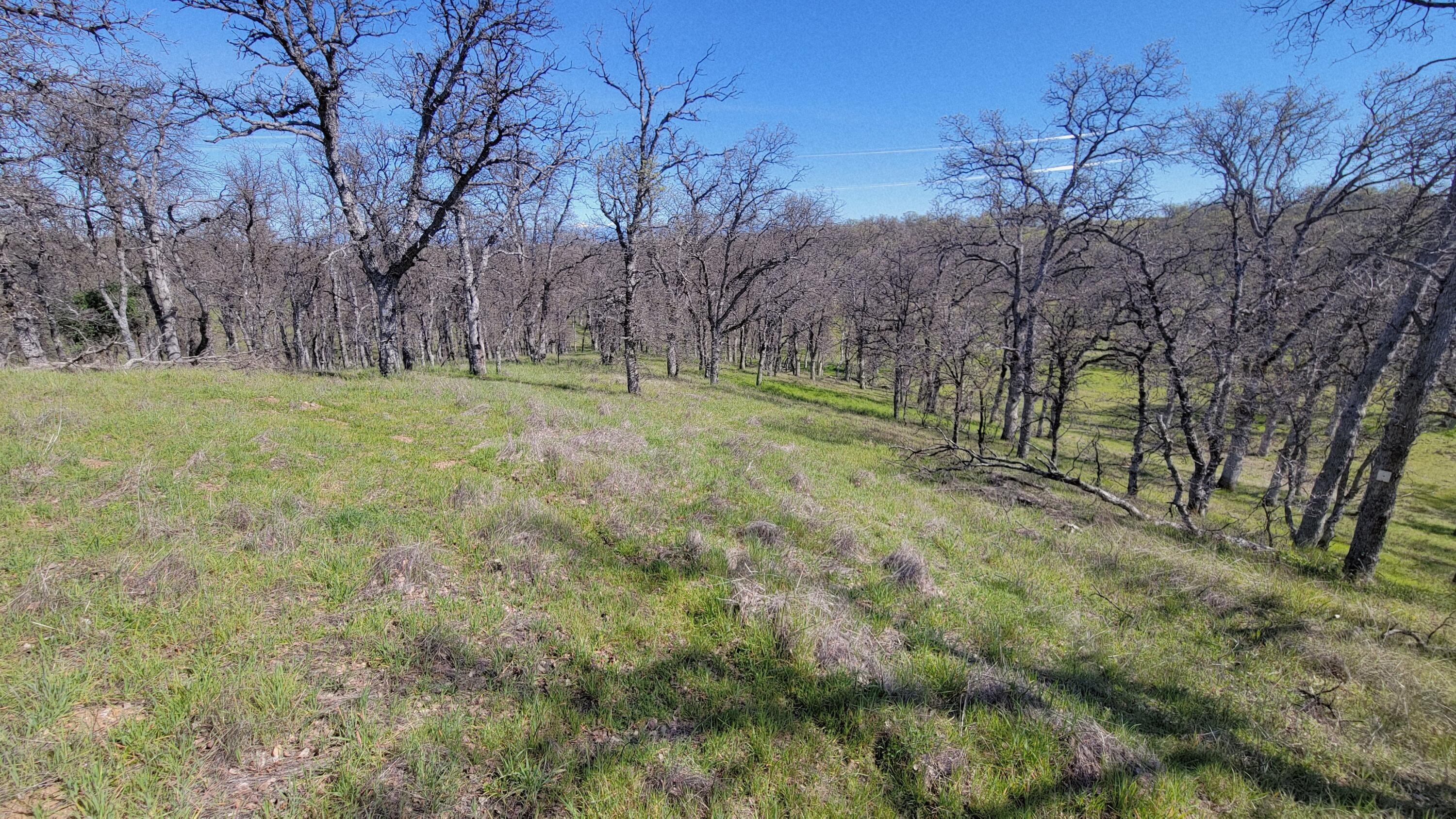 Lot 41 Quail Ridge Road Cottonwood, CA 96022 - Photo 18 of 34 a view of outdoor space and yard