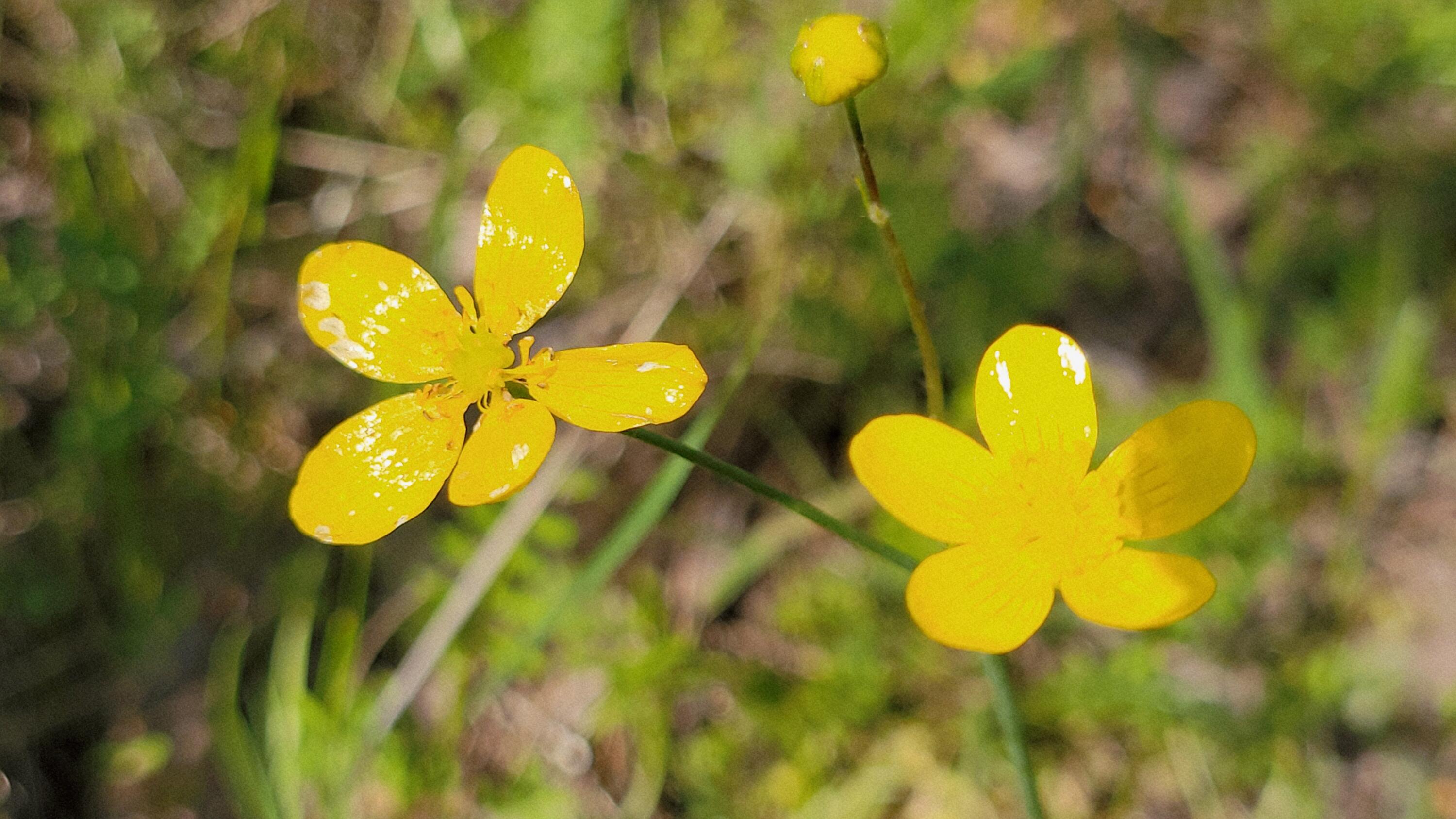 Lot 41 Quail Ridge Road Cottonwood, CA 96022 - Photo 19 of 34 a bathroom with a swimming pool