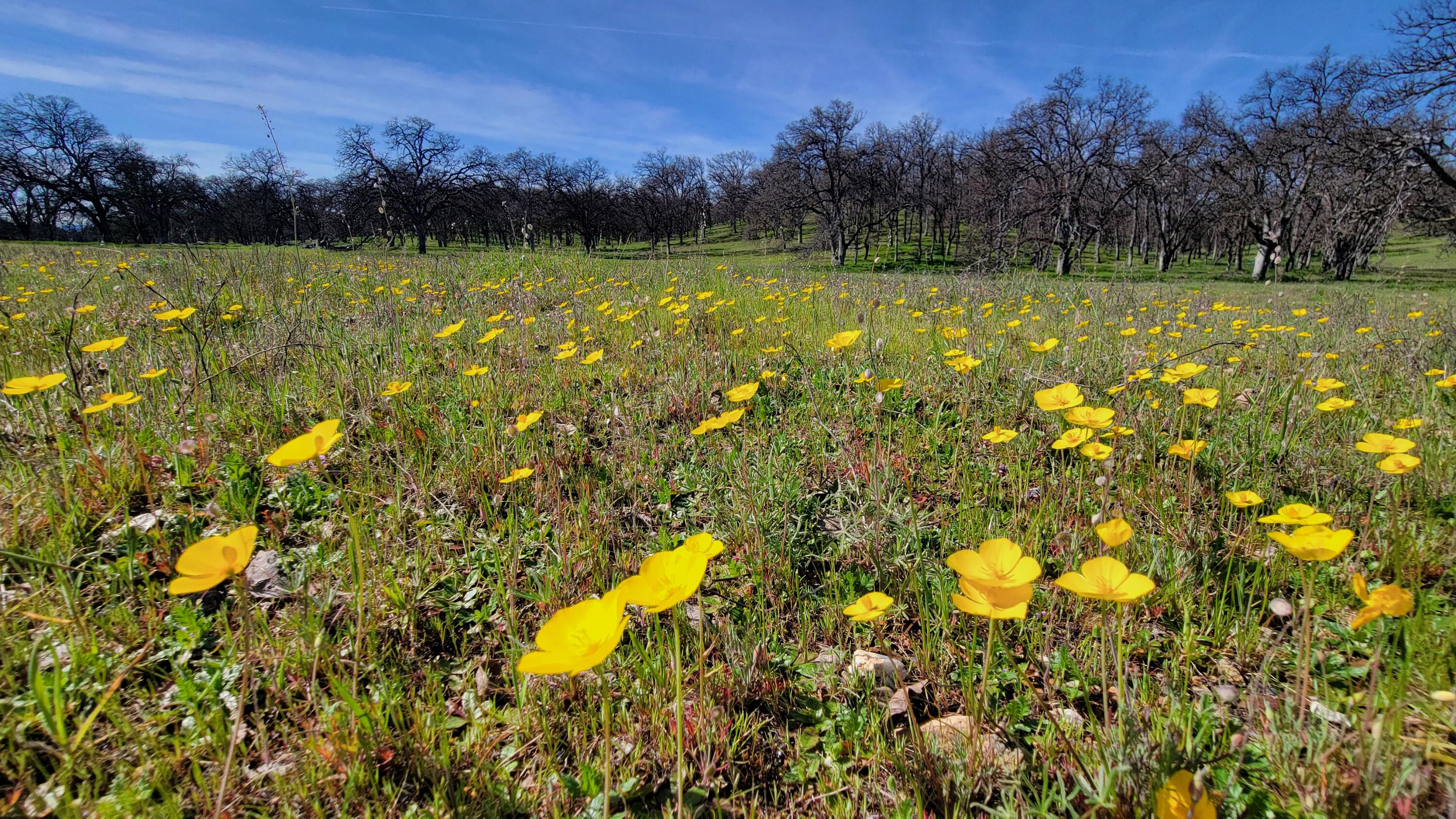 Lot 41 Quail Ridge Road Cottonwood, CA 96022 - Photo 2 of 34 a view of a lake