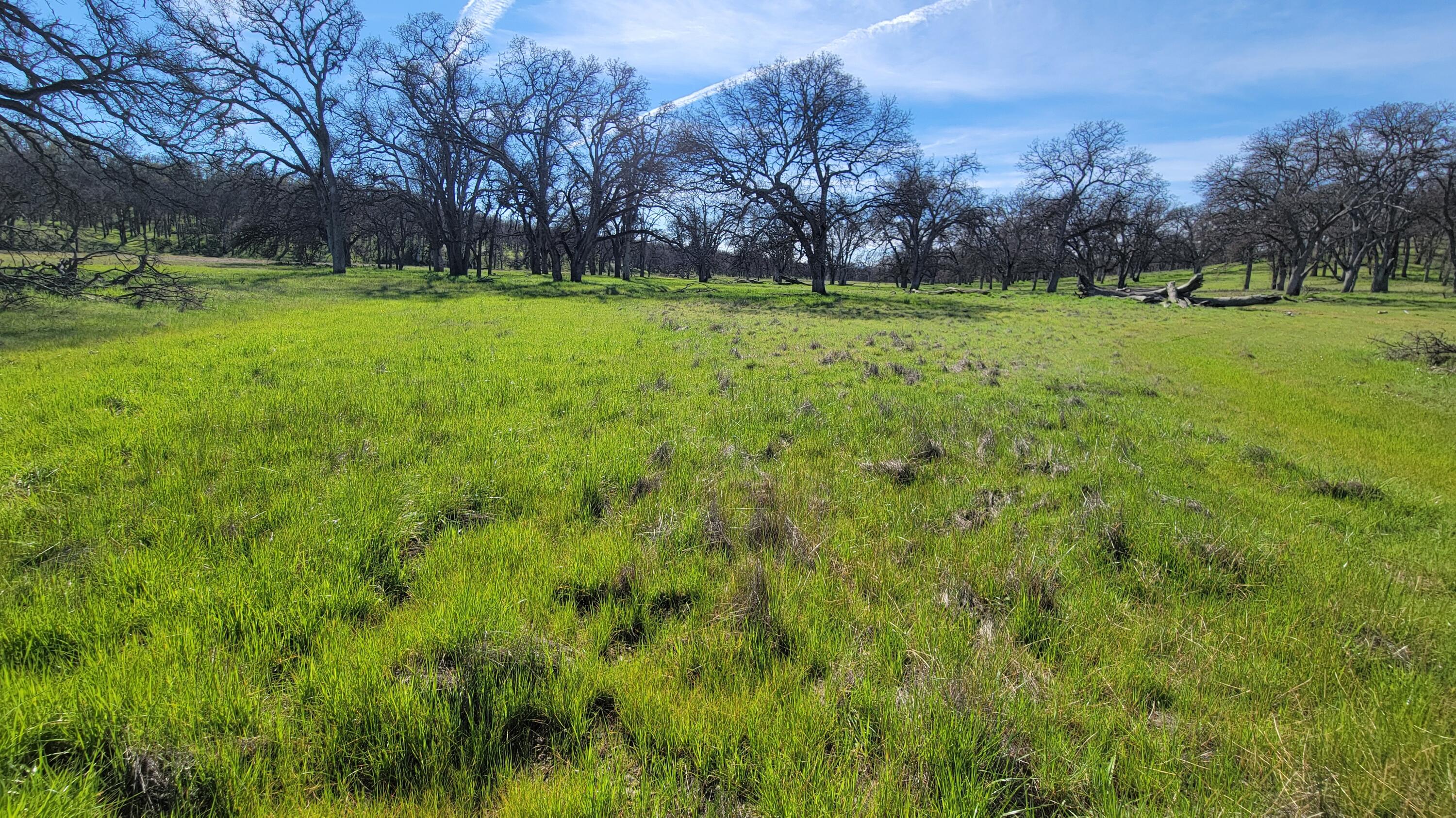 Lot 41 Quail Ridge Road Cottonwood, CA 96022 - Photo 25 of 34 a view of outdoor space with trees all around