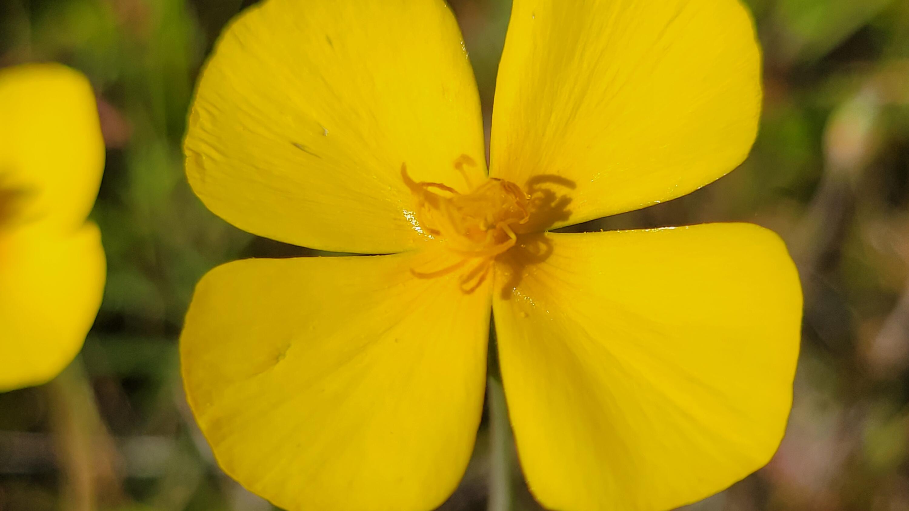 Lot 41 Quail Ridge Road Cottonwood, CA 96022 - Photo 28 of 34 a view of a swimming pool
