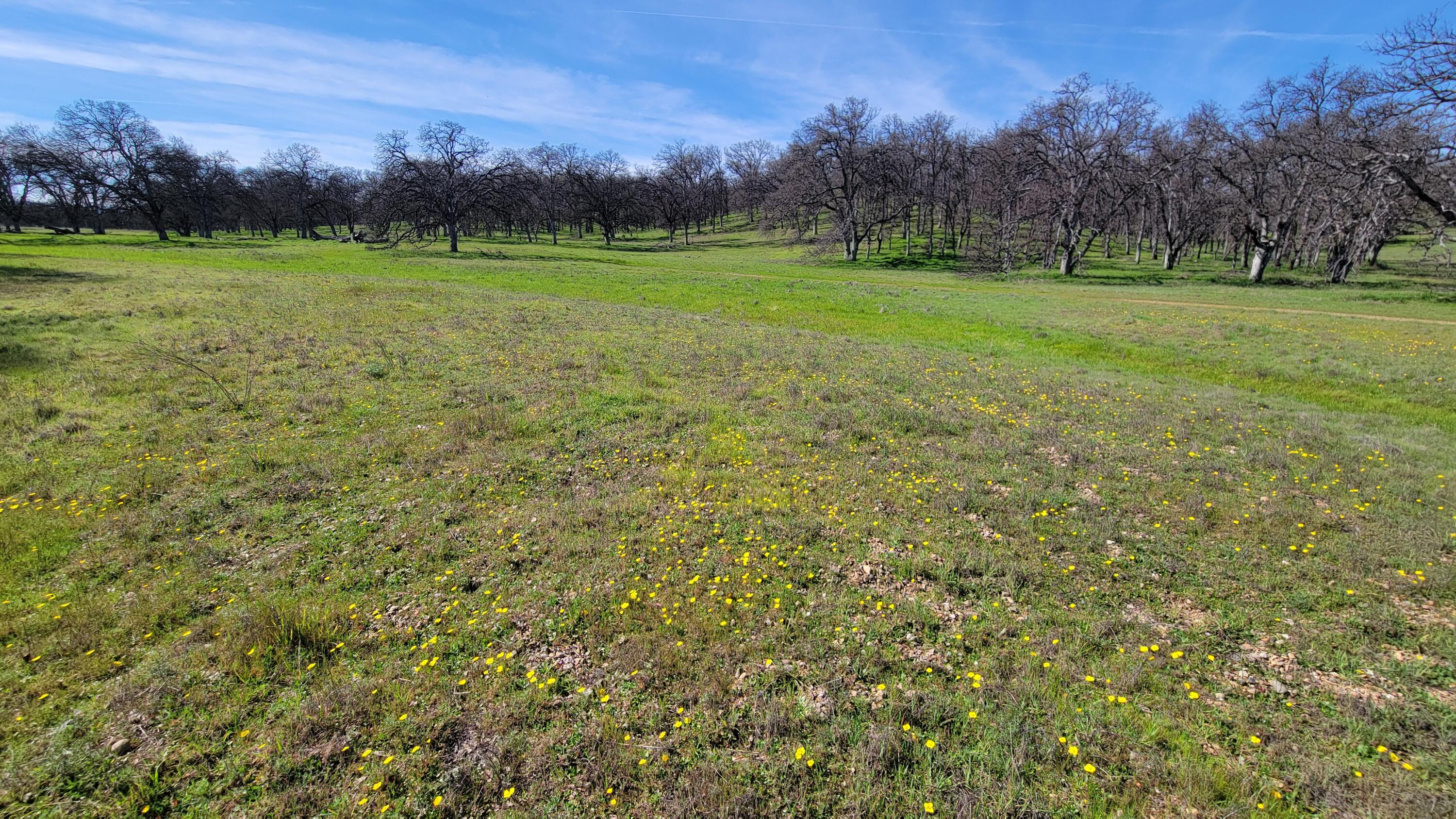 Lot 41 Quail Ridge Road Cottonwood, CA 96022 - Photo 31 of 34 a view of field with trees in the background