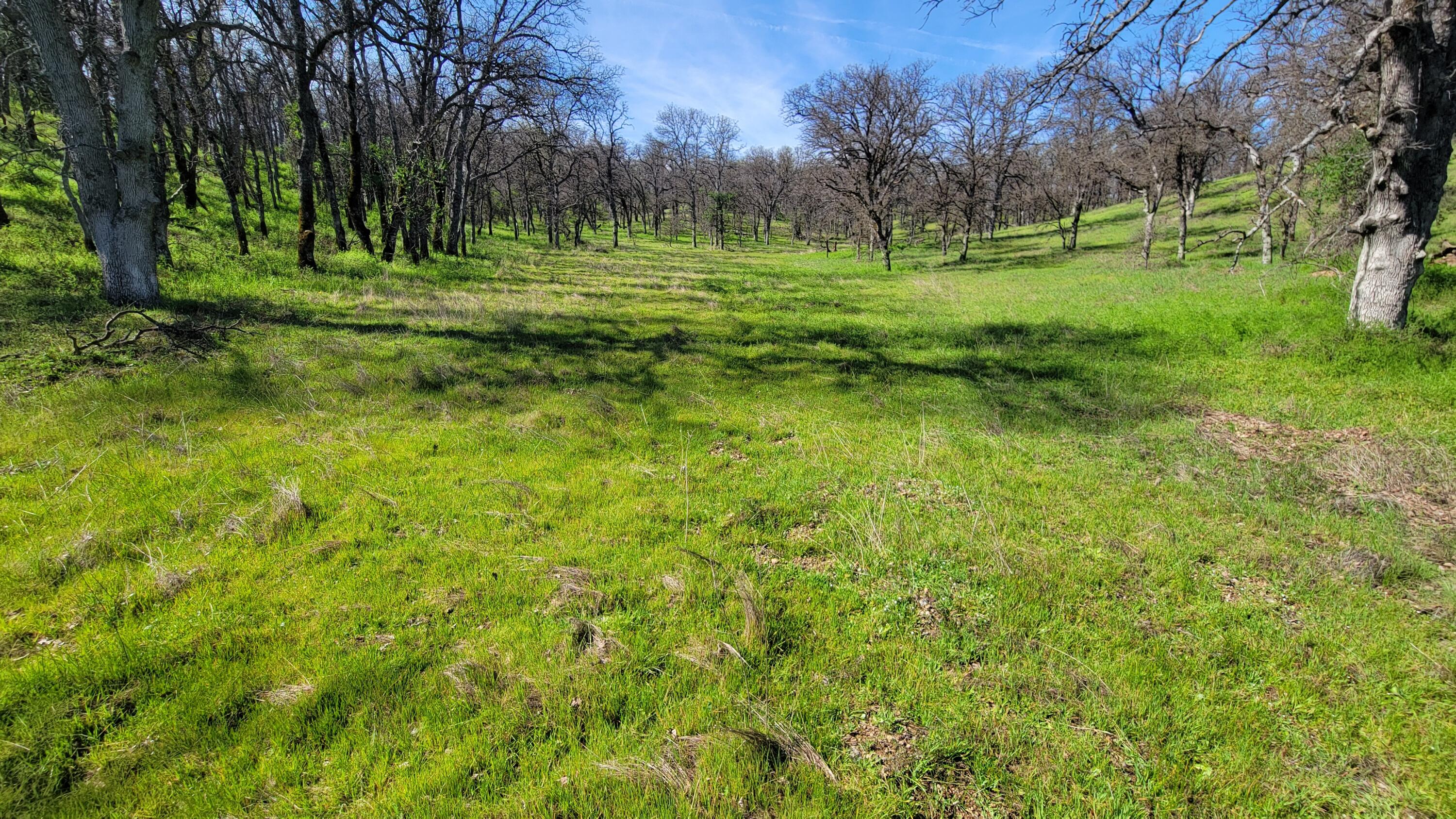 Lot 41 Quail Ridge Road Cottonwood, CA 96022 - Photo 32 of 34 a view of a park with large trees