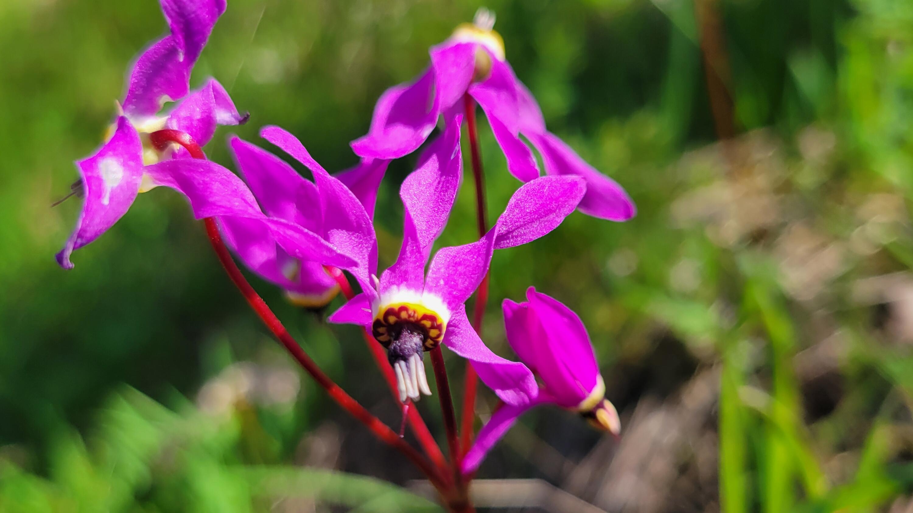 Lot 41 Quail Ridge Road Cottonwood, CA 96022 - Photo 34 of 34