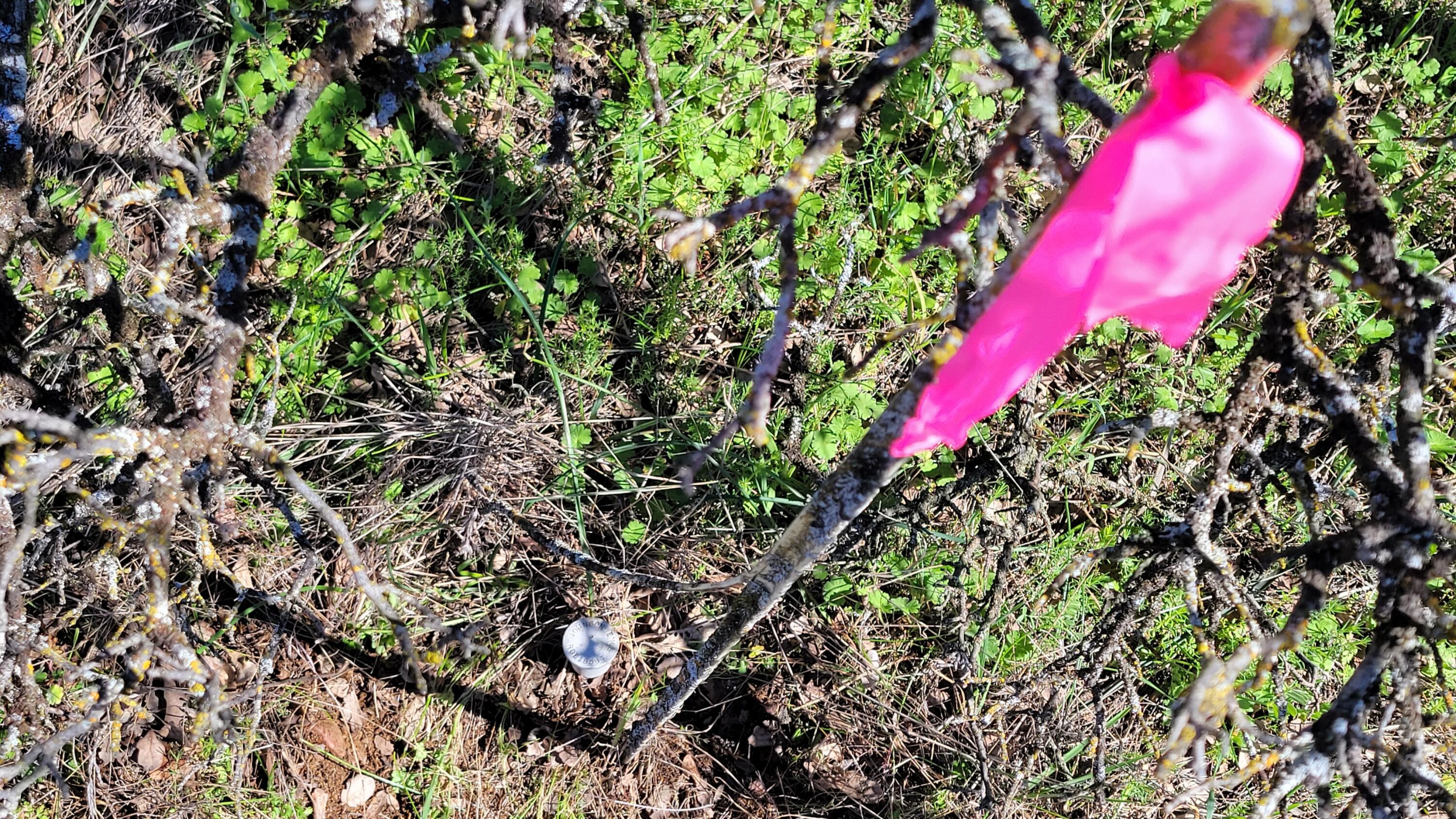 Lot 41 Quail Ridge Road Cottonwood, CA 96022 - Photo 4 of 34 a view of a flower in a garden