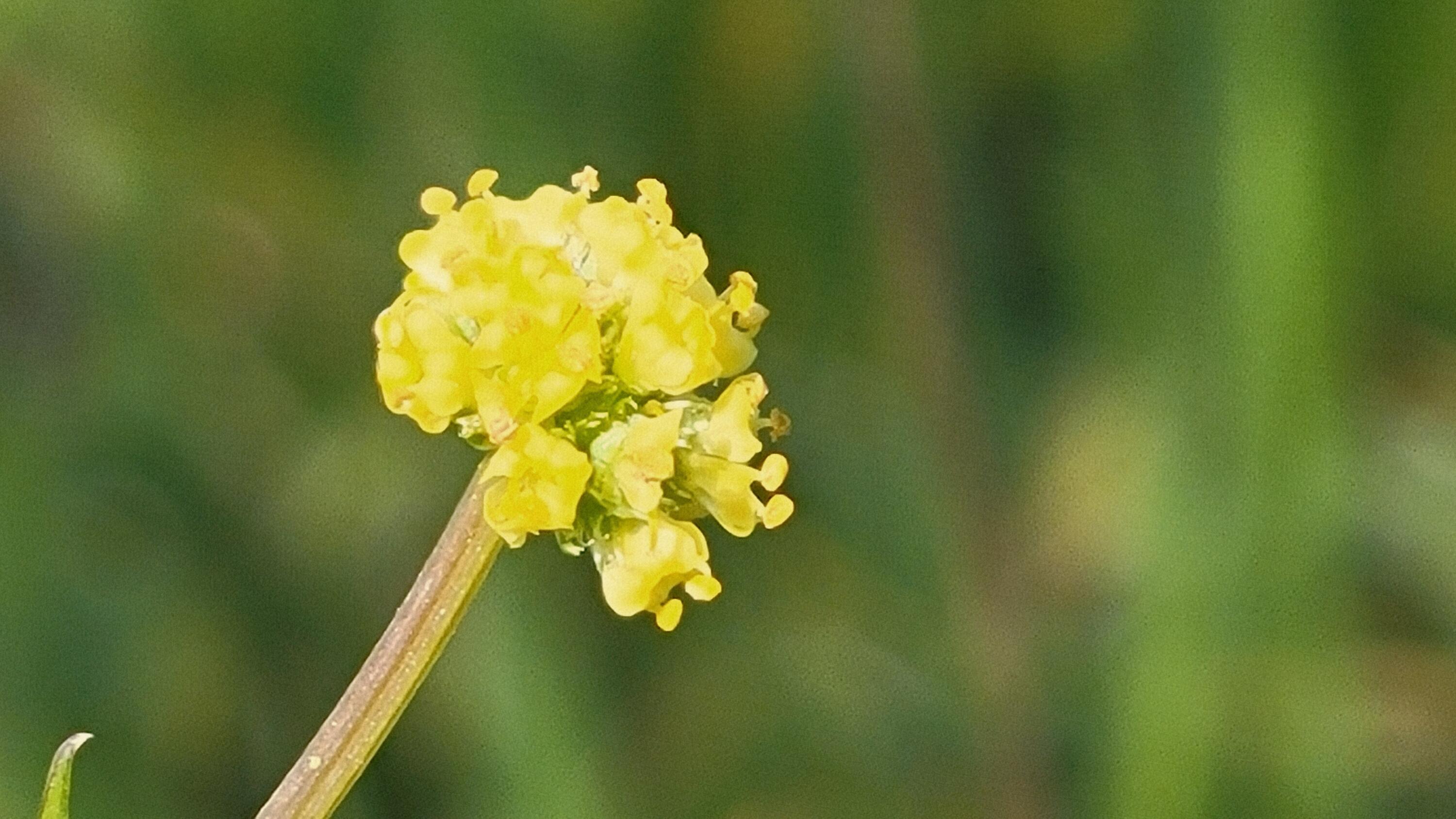 Lot 41 Quail Ridge Road Cottonwood, CA 96022 - Photo 6 of 34 a close up of a yellow vase with flowers on it