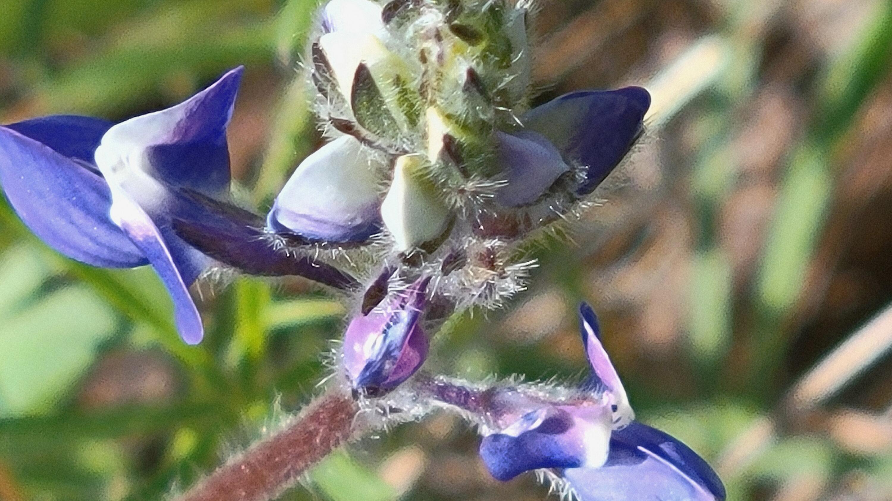 Lot 41 Quail Ridge Road Cottonwood, CA 96022 - Photo 7 of 34