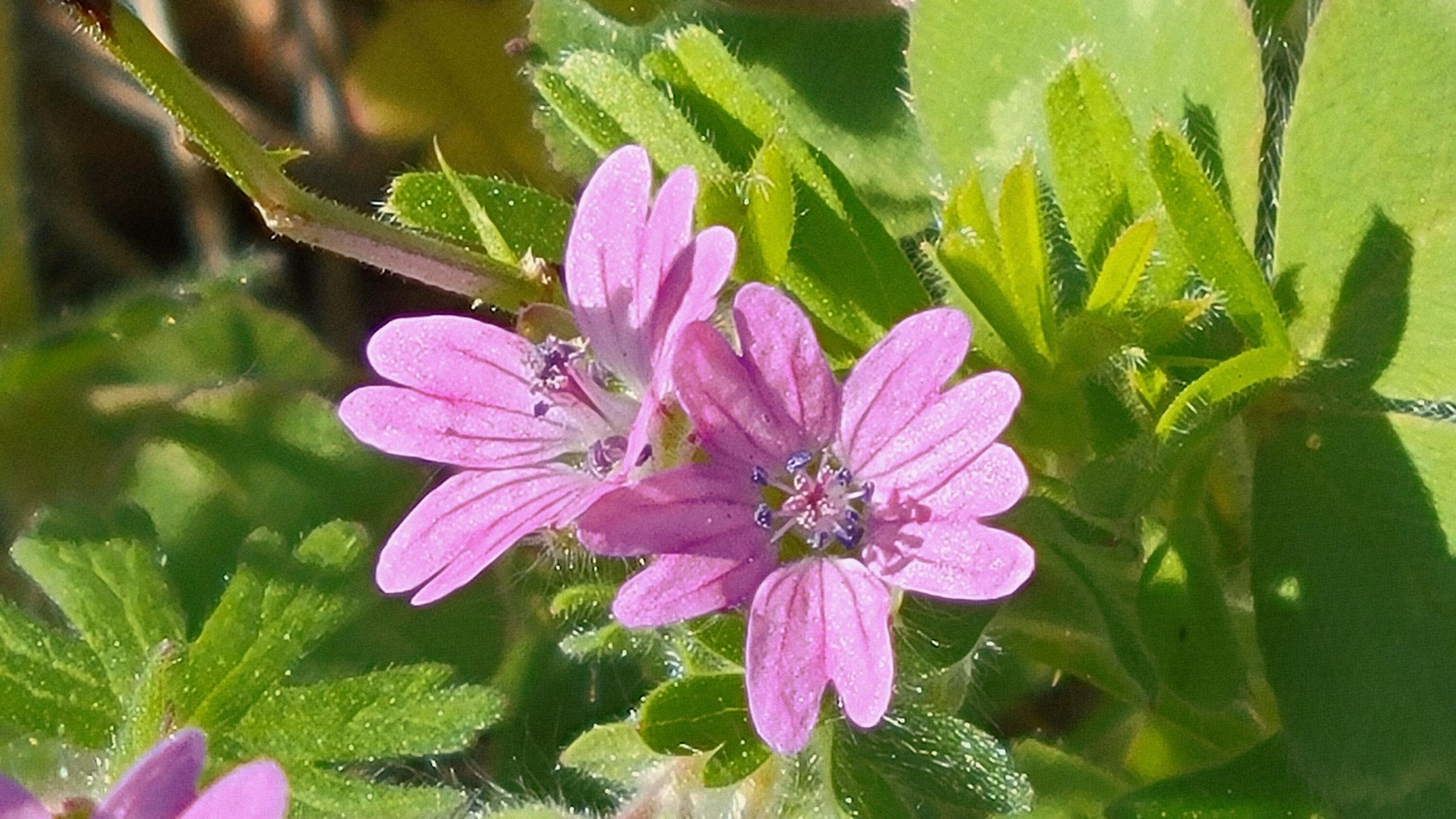 Lot 41 Quail Ridge Road Cottonwood, CA 96022 - Photo 8 of 34 a view of a flower