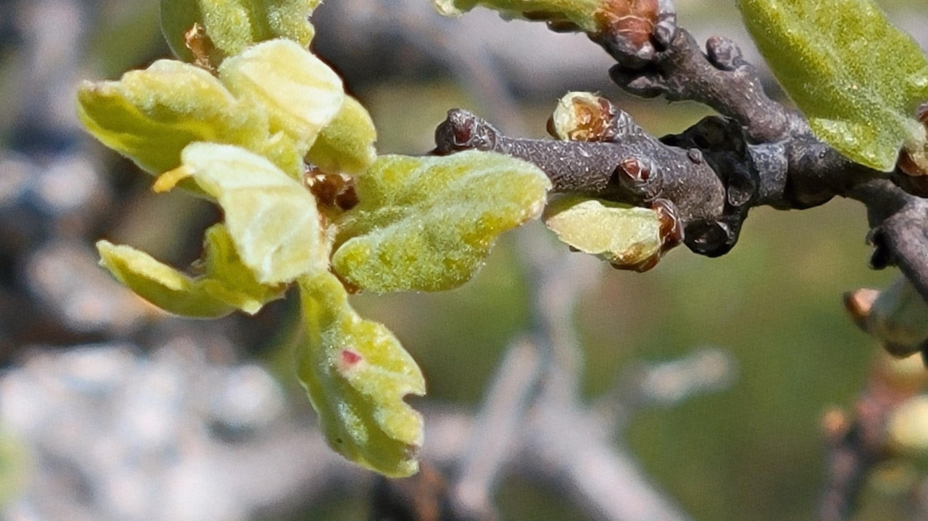 Lot 41 Quail Ridge Road Cottonwood, CA 96022 - Photo 9 of 34 a close up of a painting of a flower