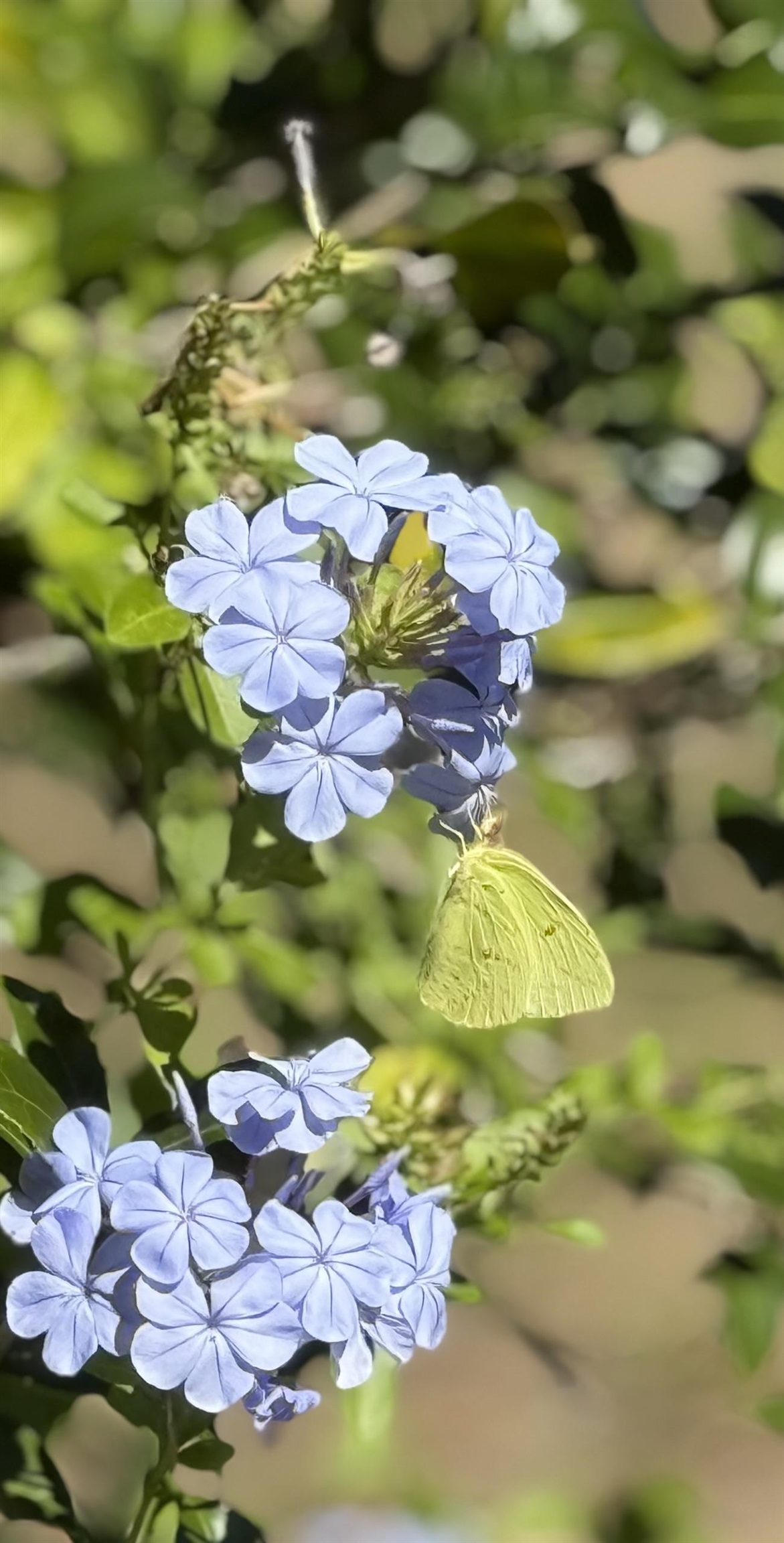 17268 181st Loop Live Oak, FL 32060 - Photo 42 of 69